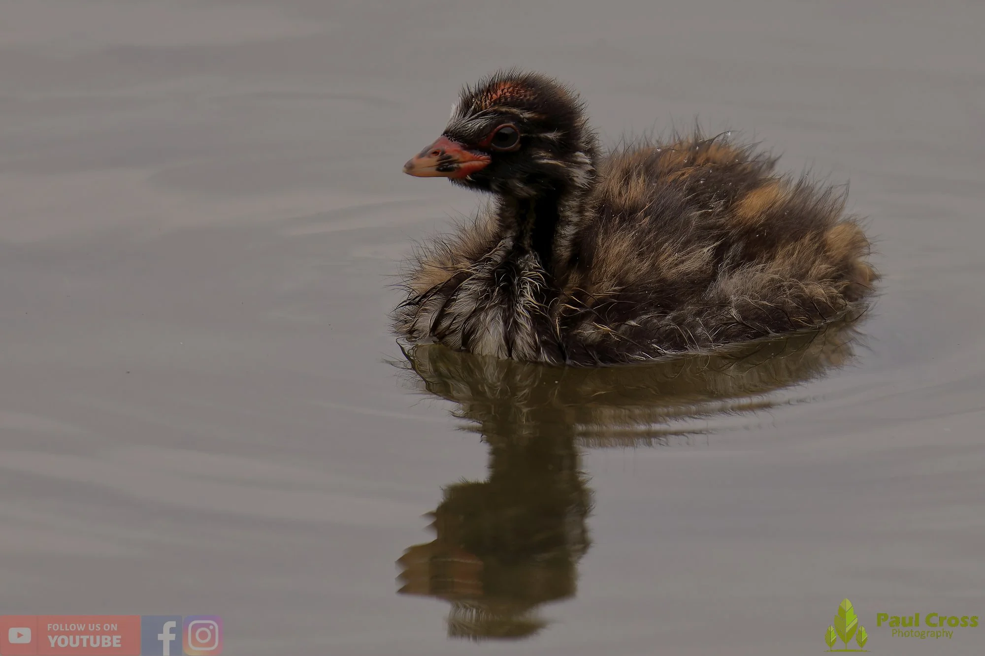 Little Grebe-00257.jpg