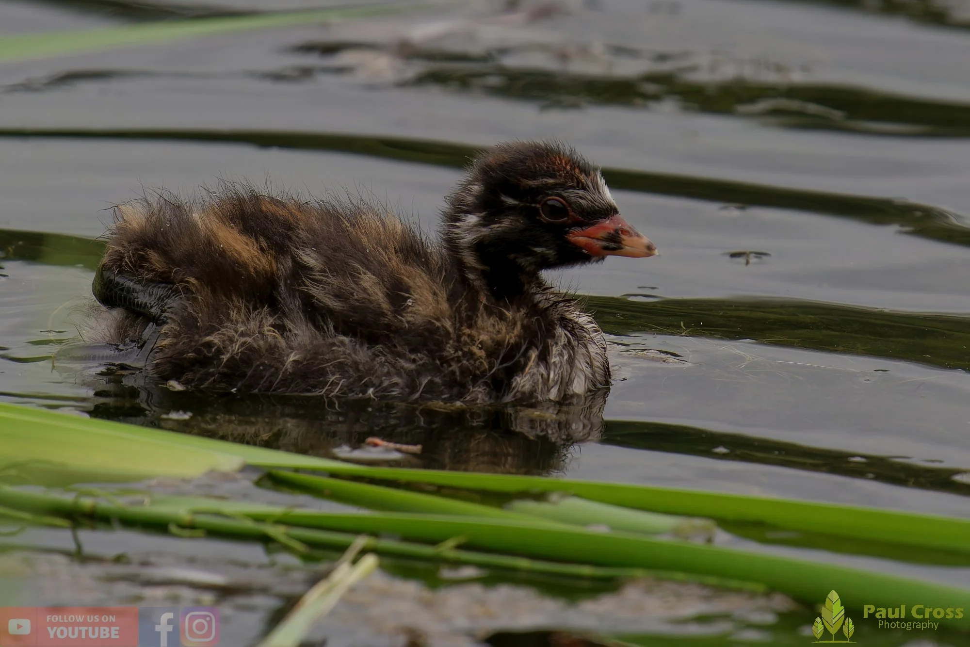 Little Grebe-00258.jpg