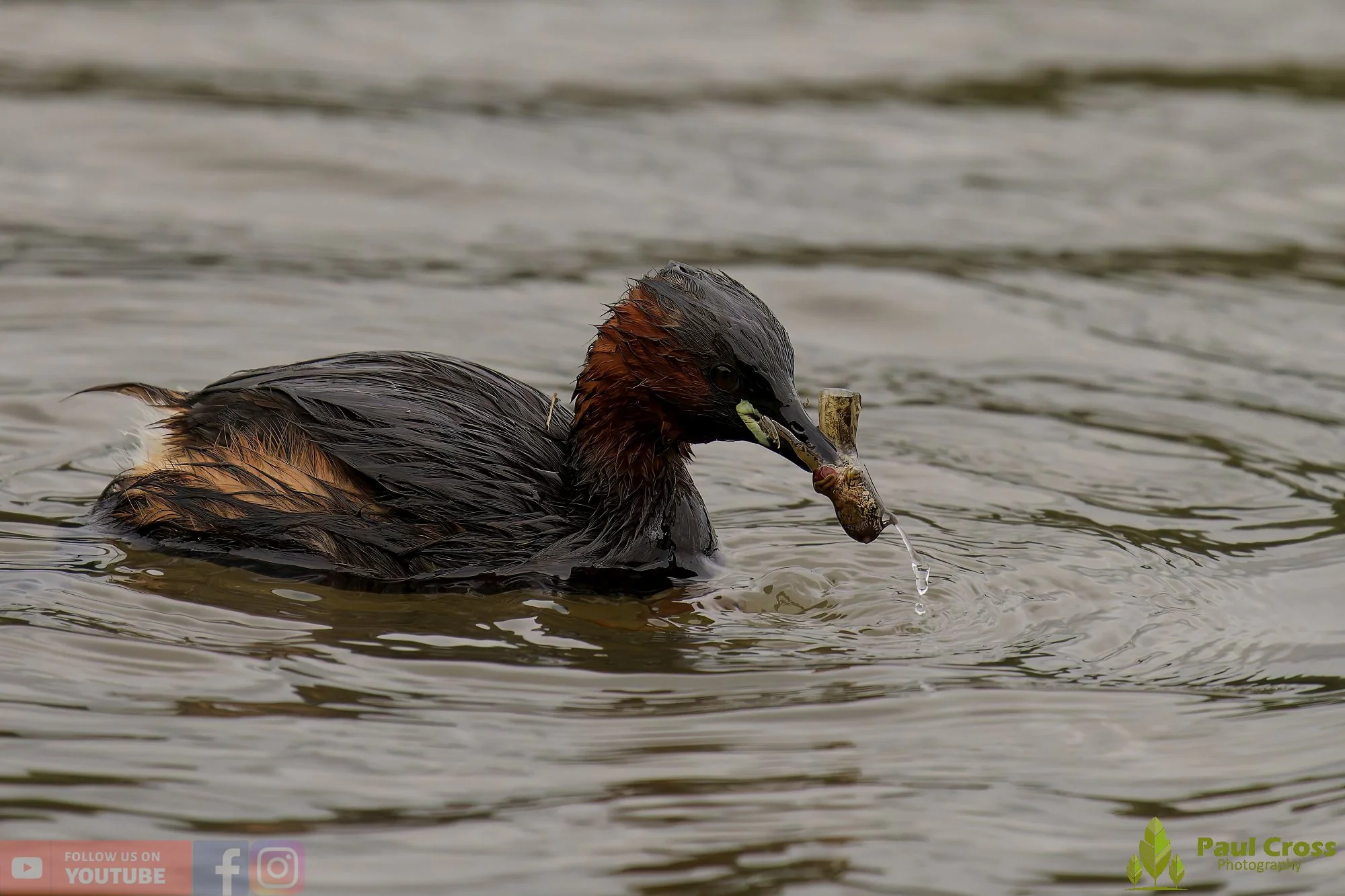 Little Grebe-00259.jpg