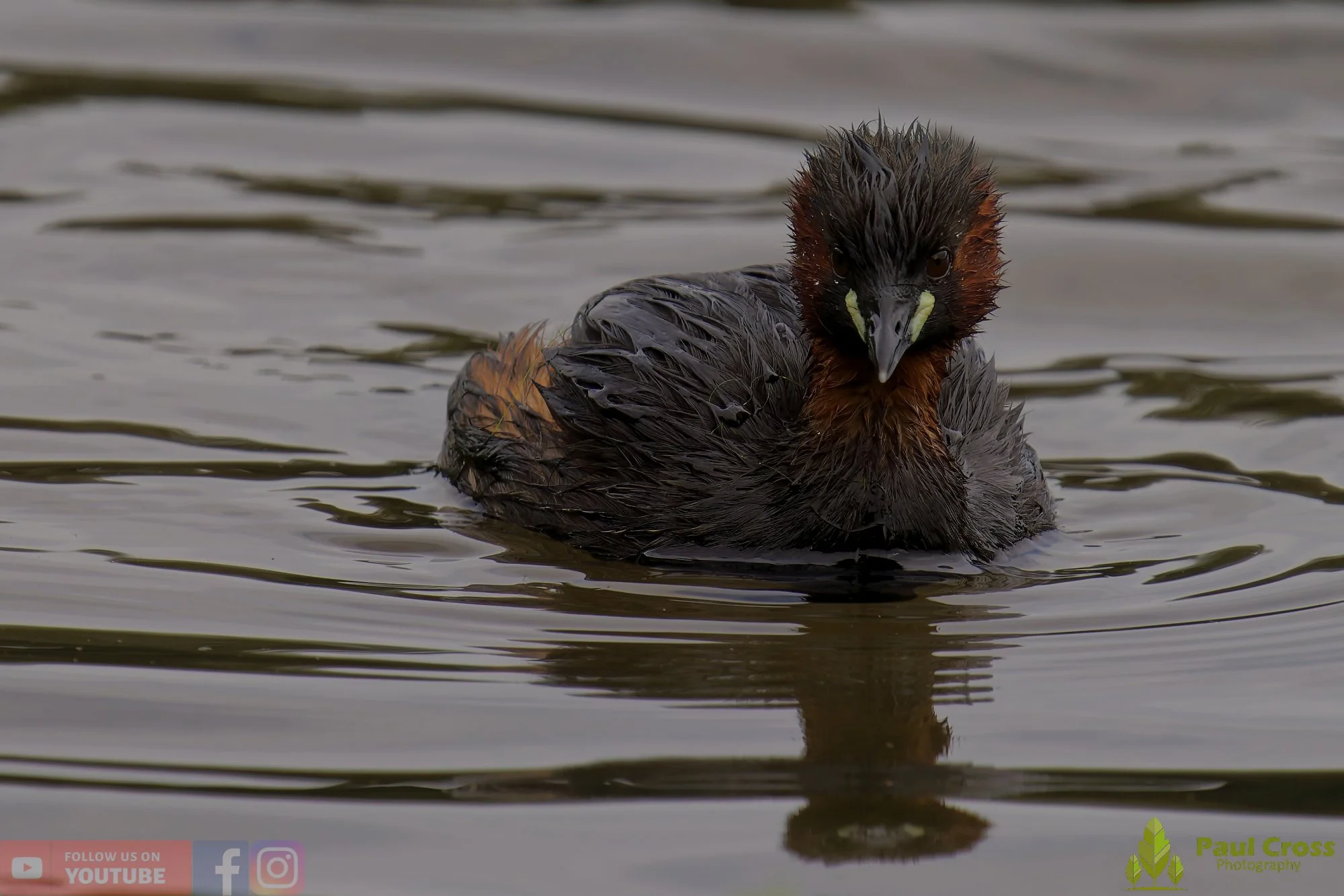 Little Grebe-00260.jpg