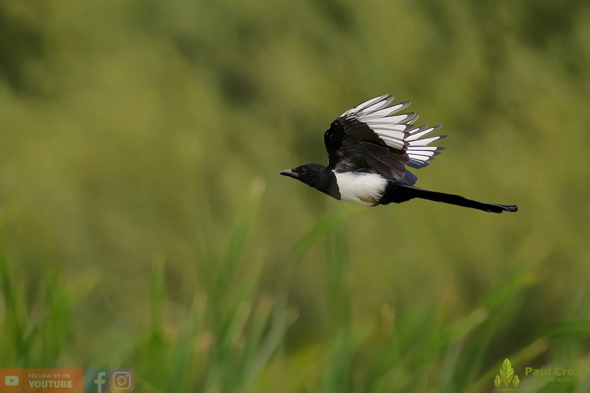 Magpie-00074.jpg