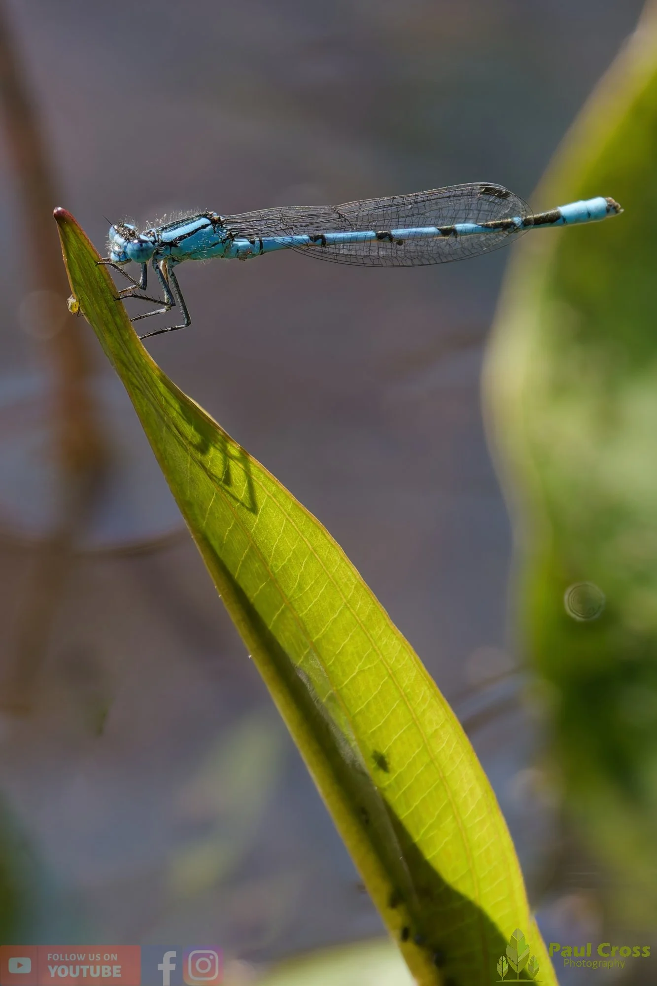 Common Blue Damselfly-00003.jpg