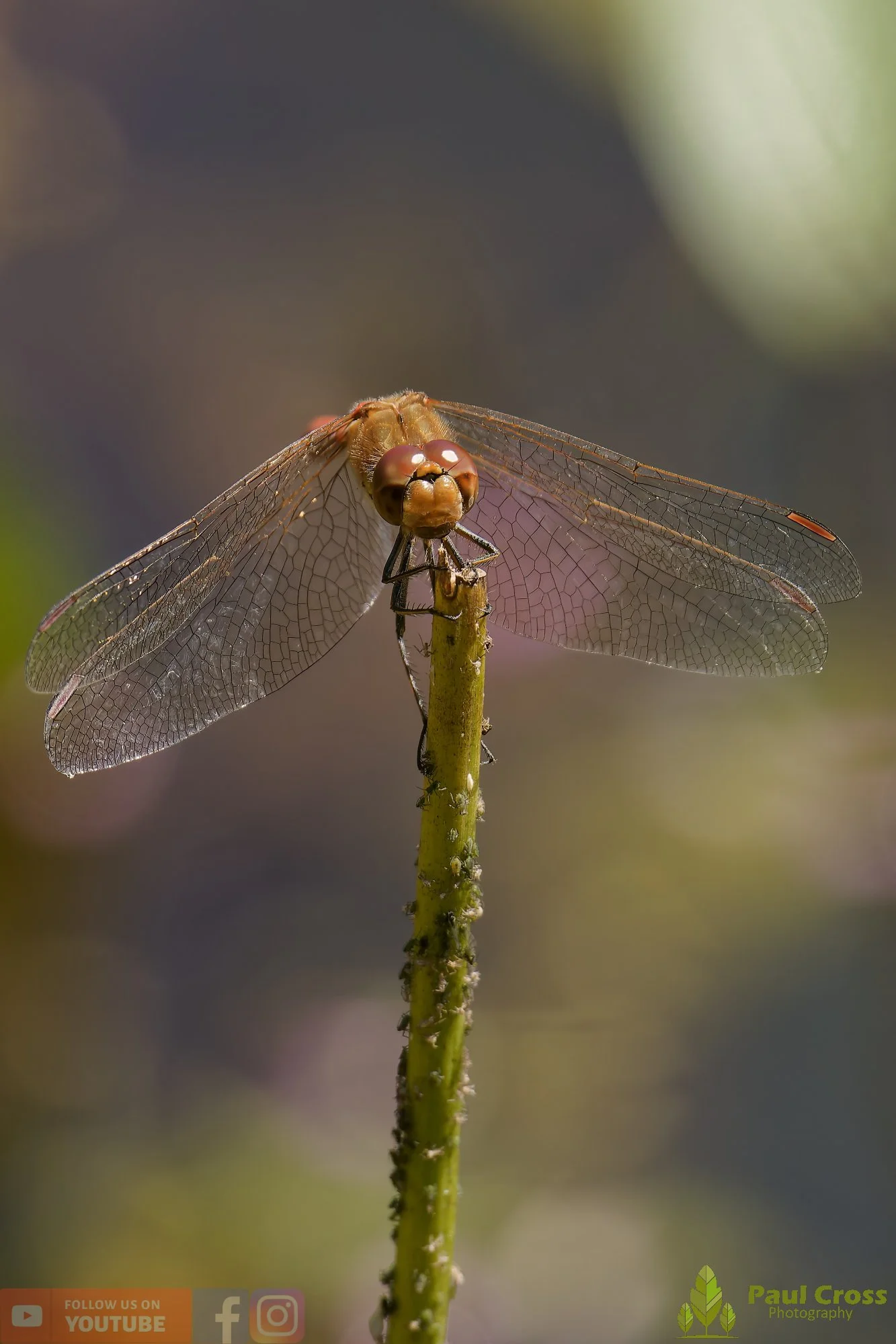 Common Darter-00064.jpg