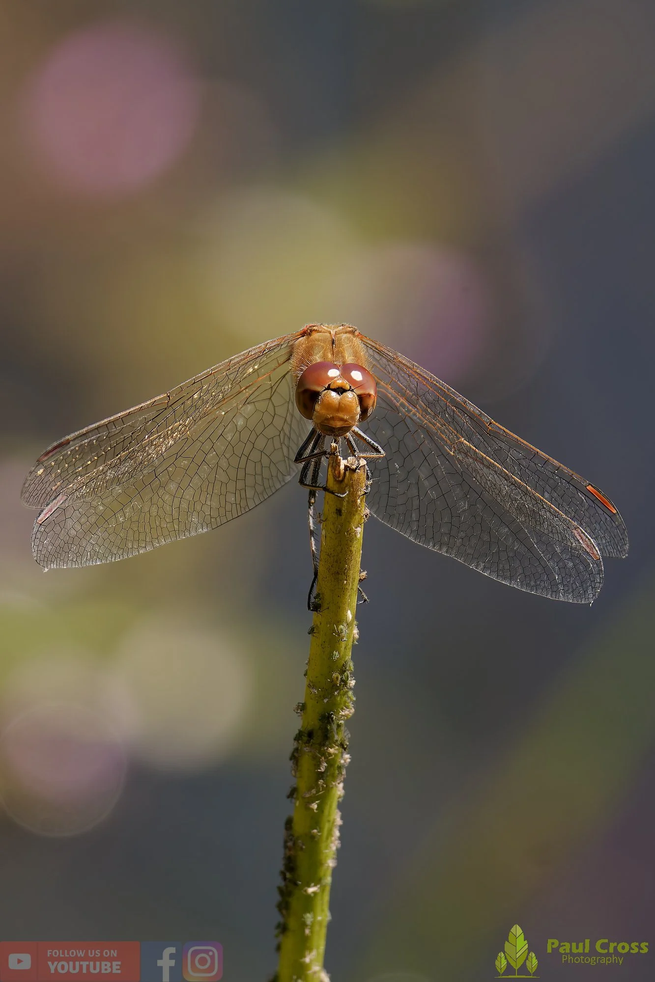Common Darter-00065.jpg