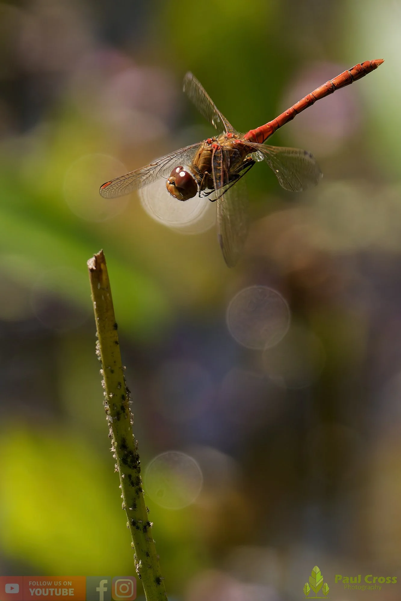 Common Darter-00067.jpg