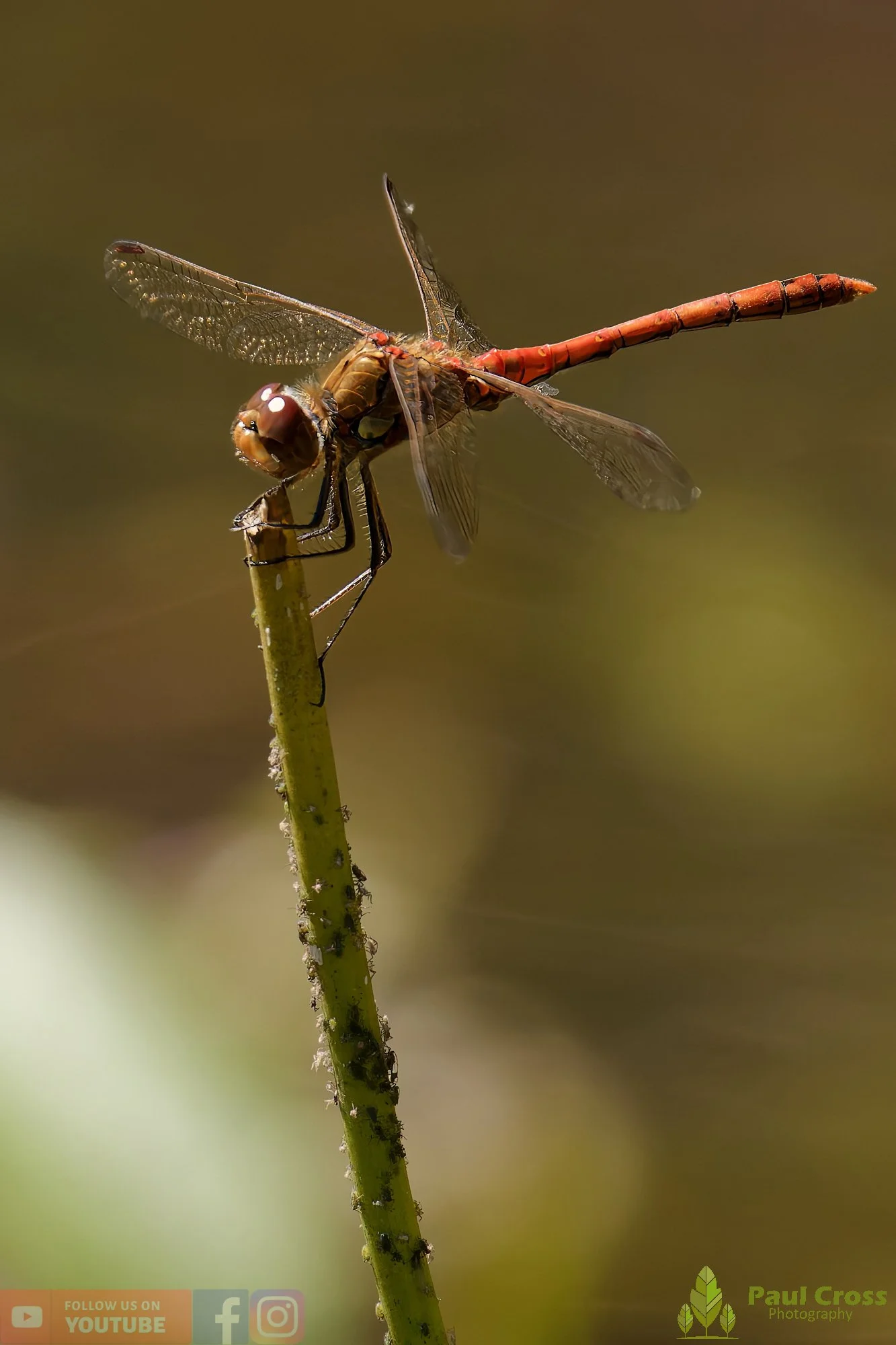 Common Darter-00068.jpg