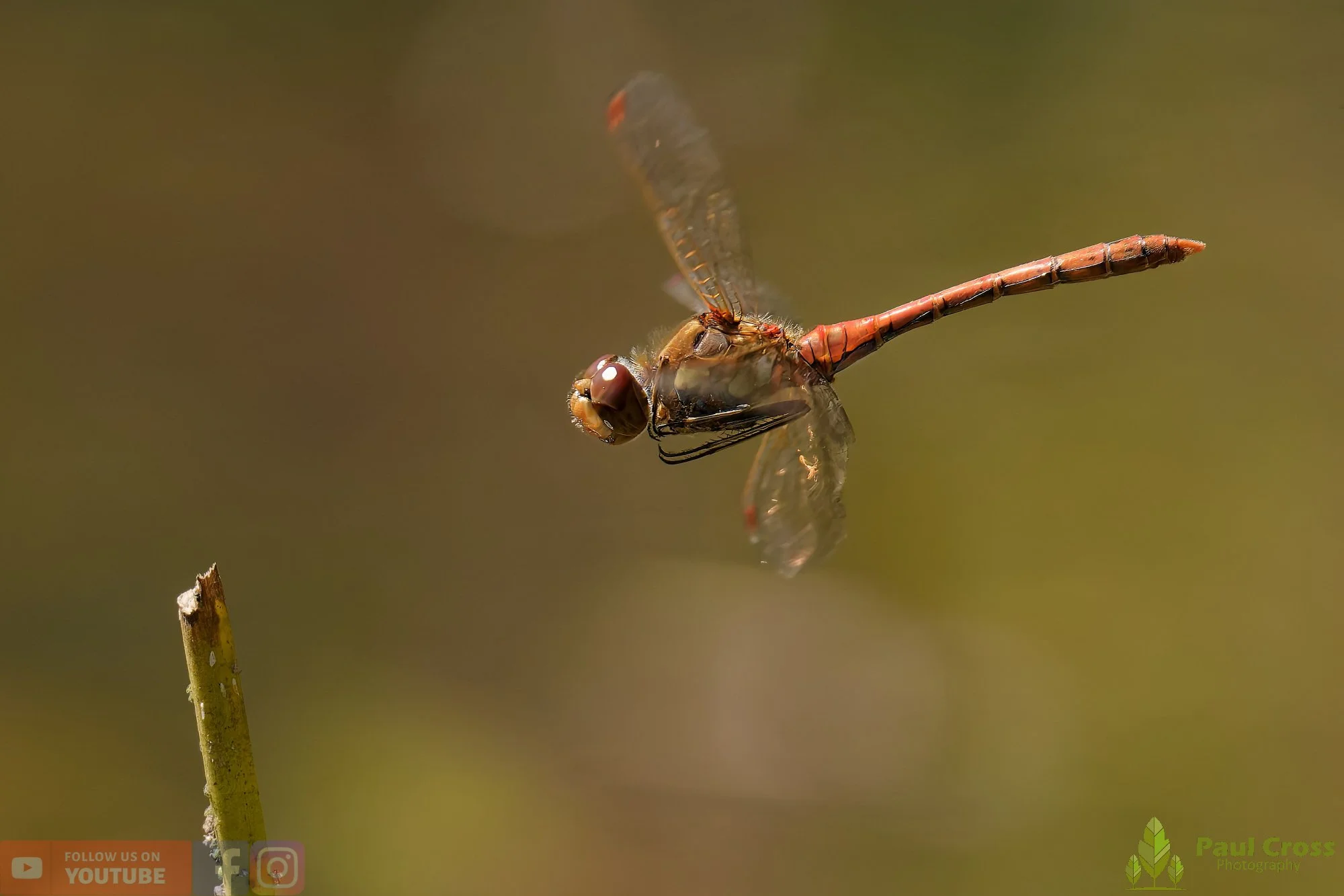 Common Darter-00069.jpg