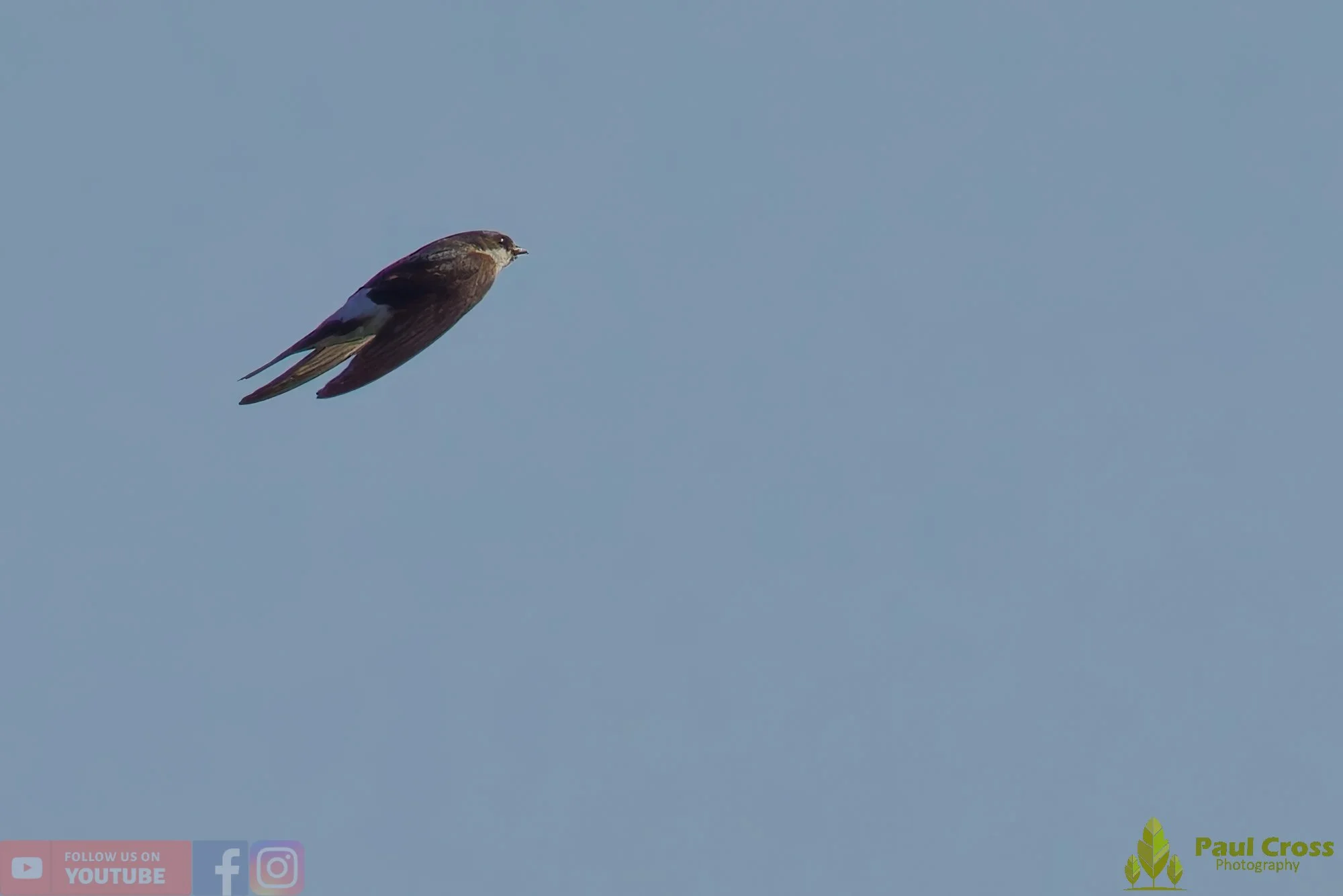 House Martin-00188.jpg
