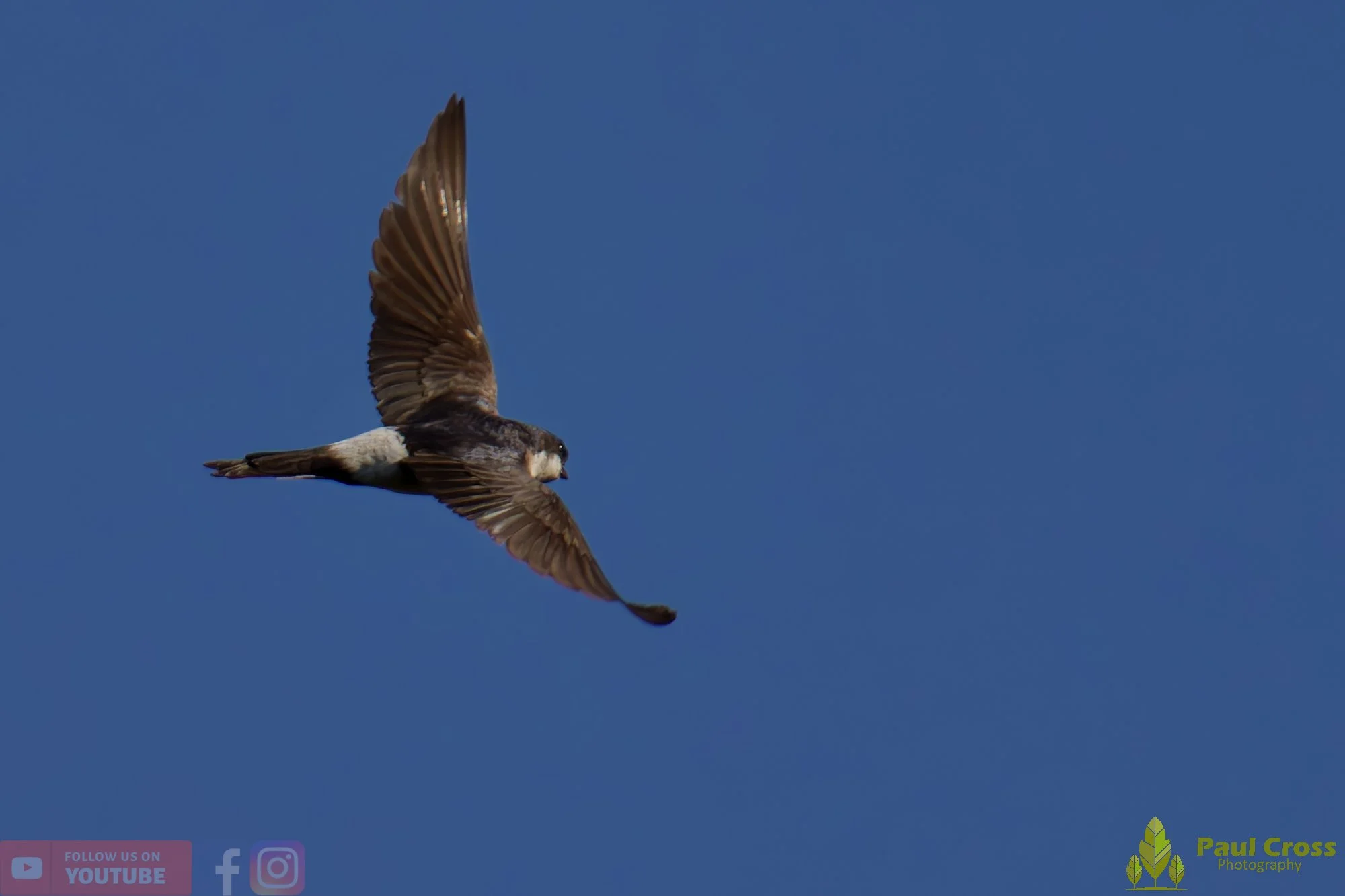 House Martin-00187.jpg
