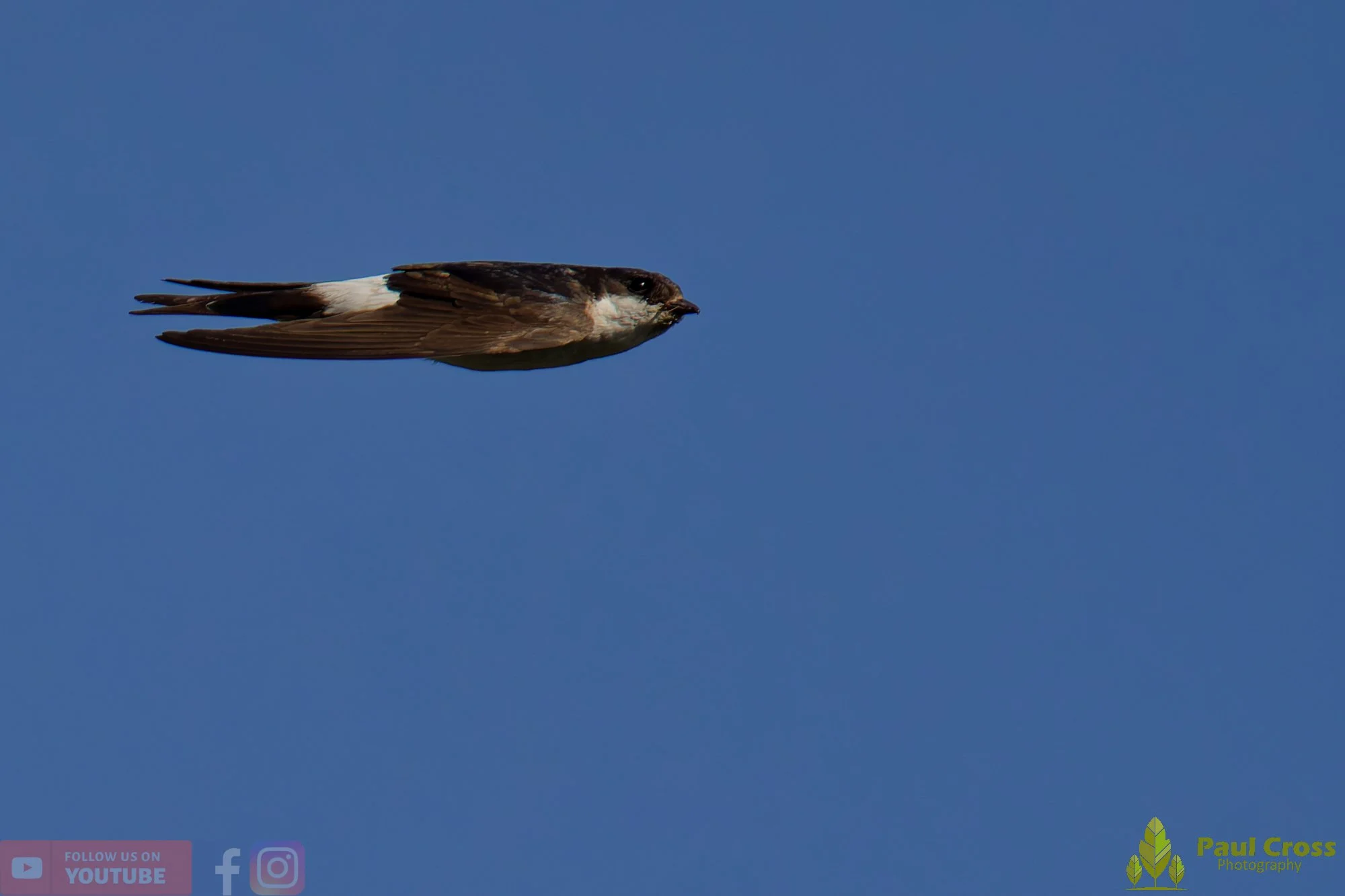 House Martin-00190.jpg