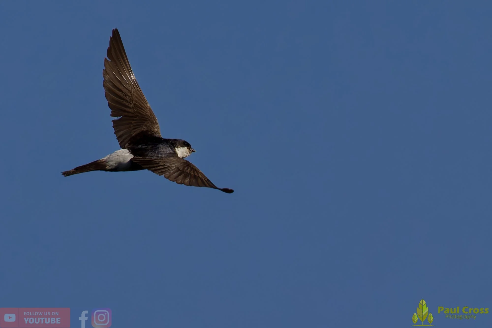 House Martin-00191.jpg
