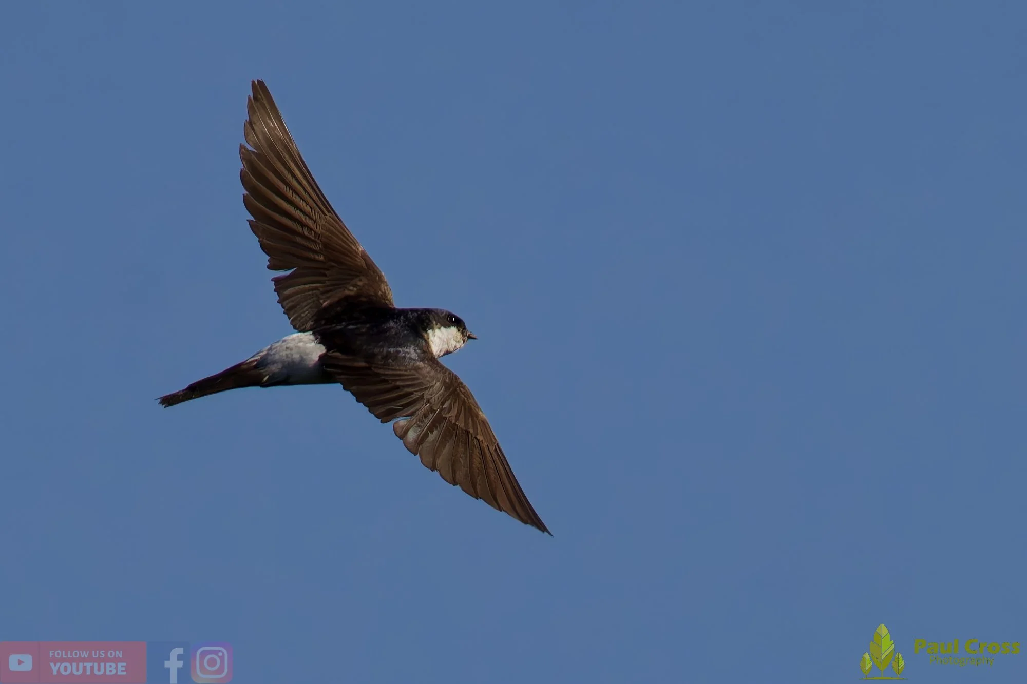 House Martin-00192.jpg