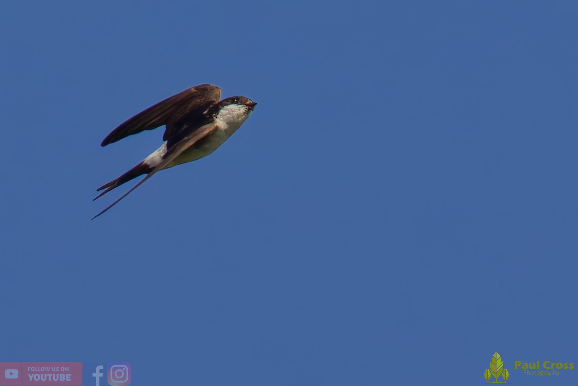 House Martin-00193.jpg