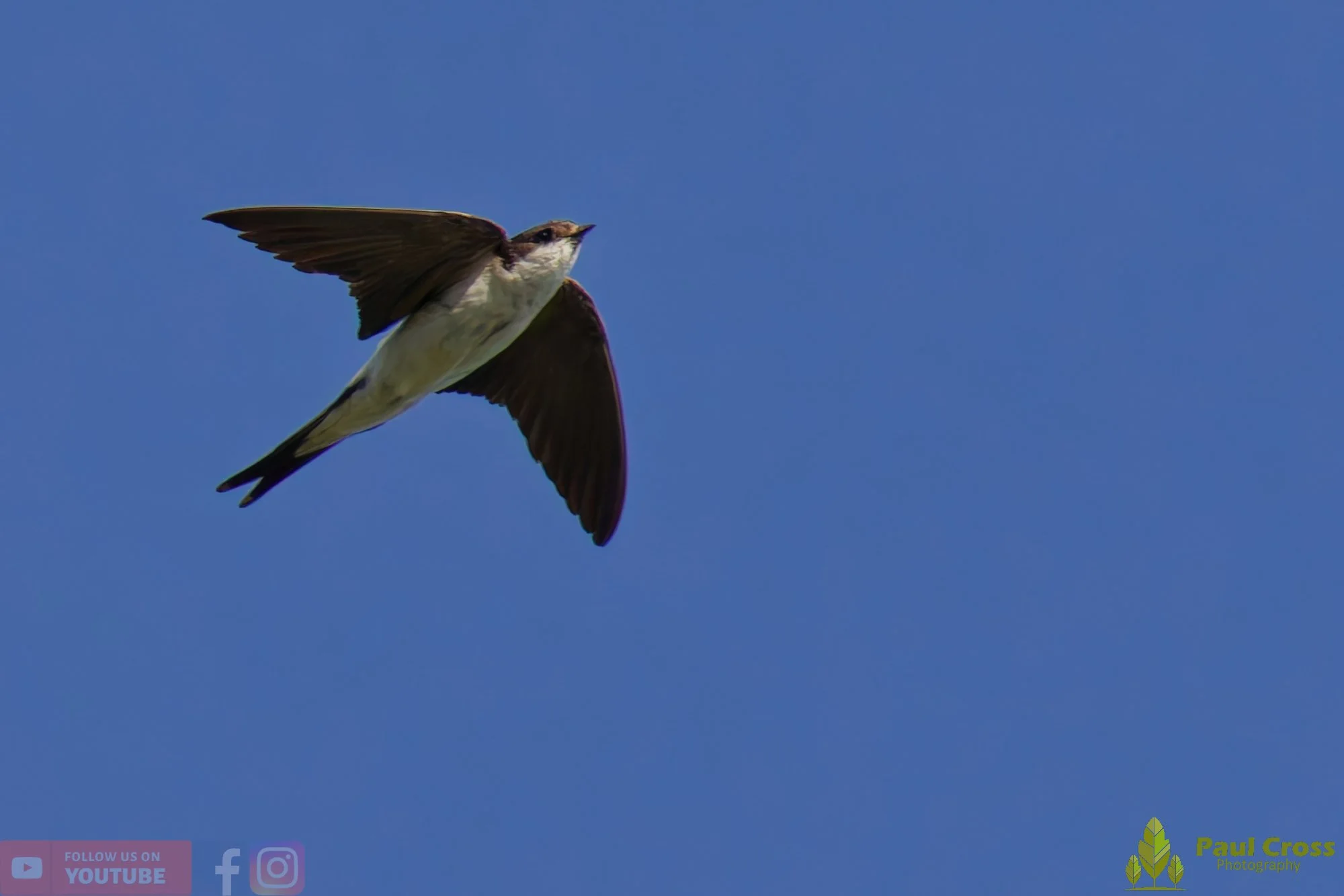 House Martin-00194.jpg