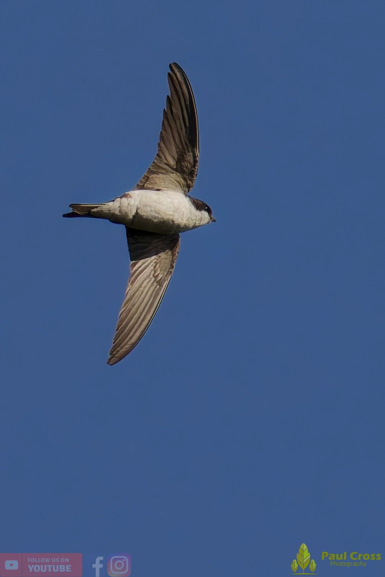 House Martin-00195.jpg