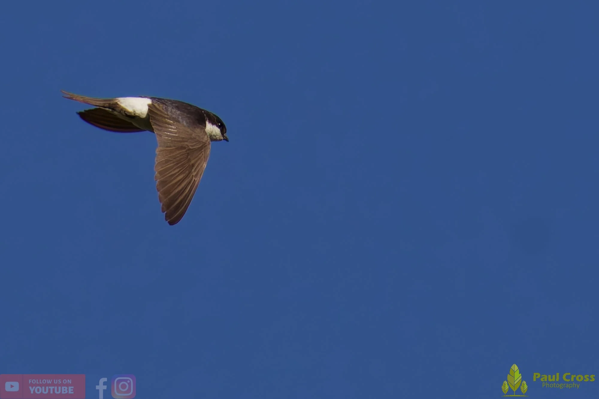 House Martin-00196.jpg