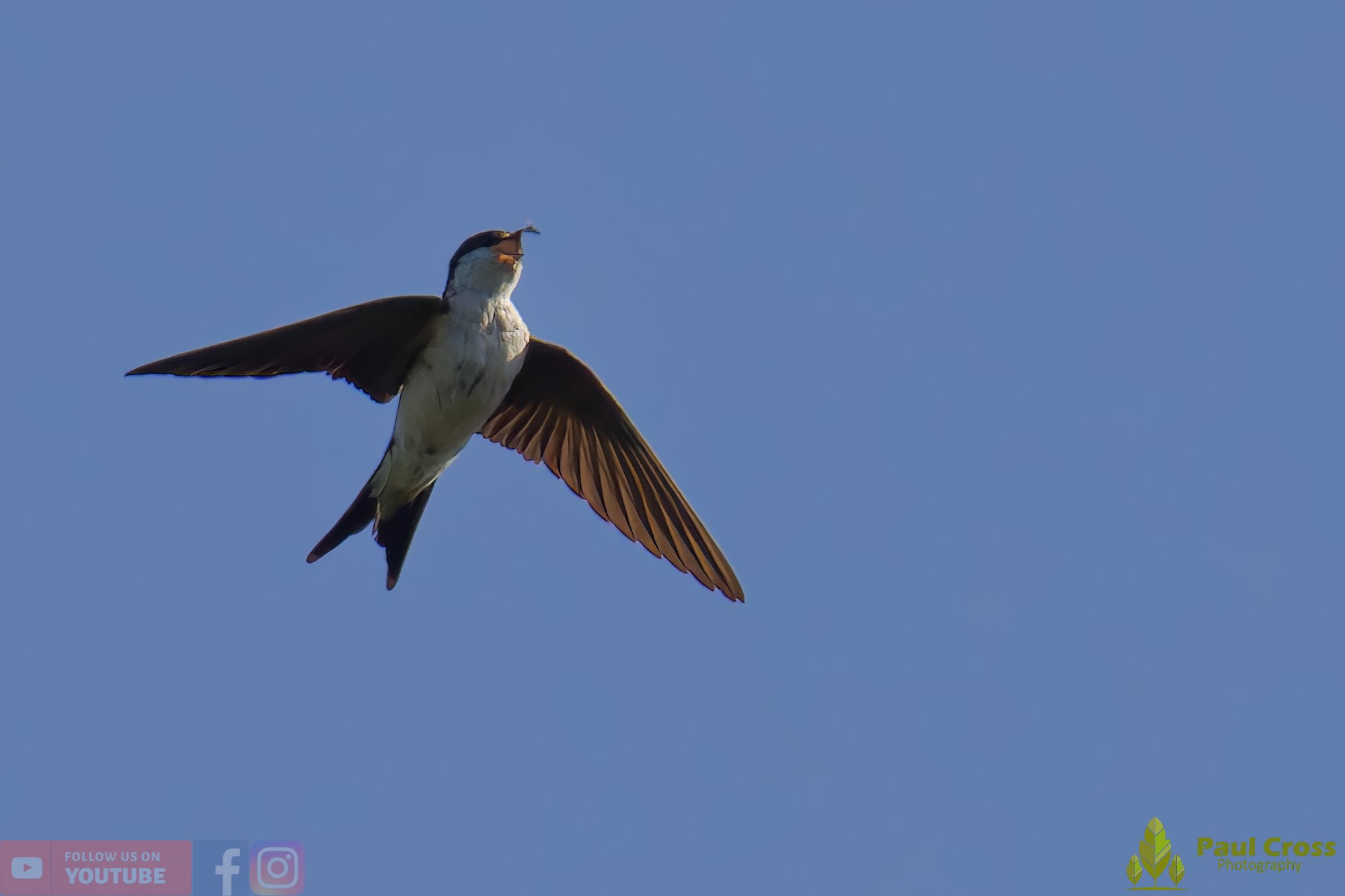 House Martin-00197.jpg