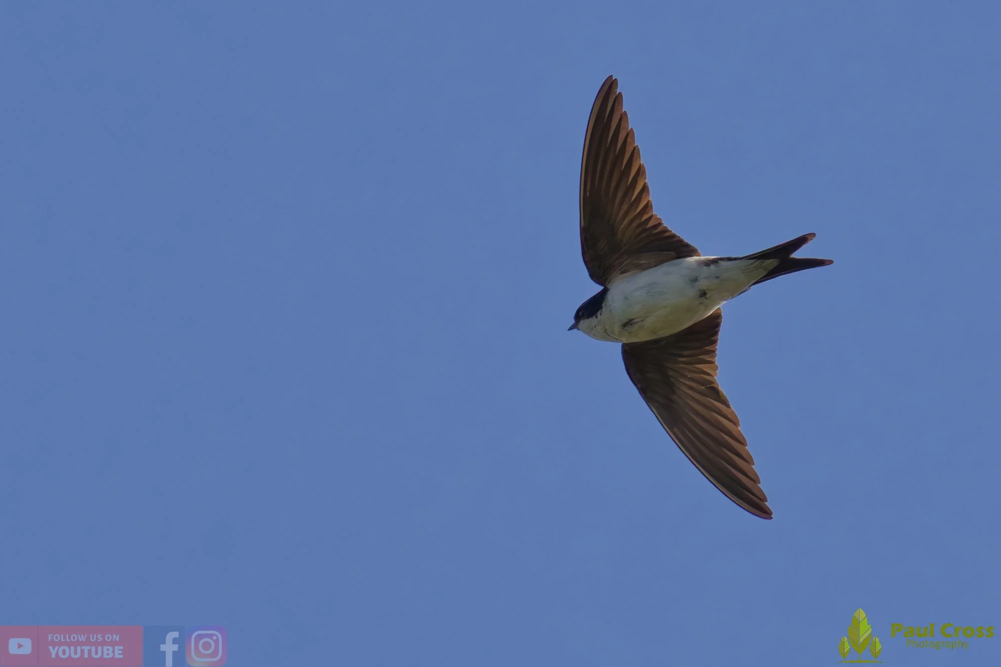 House Martin-00198.jpg