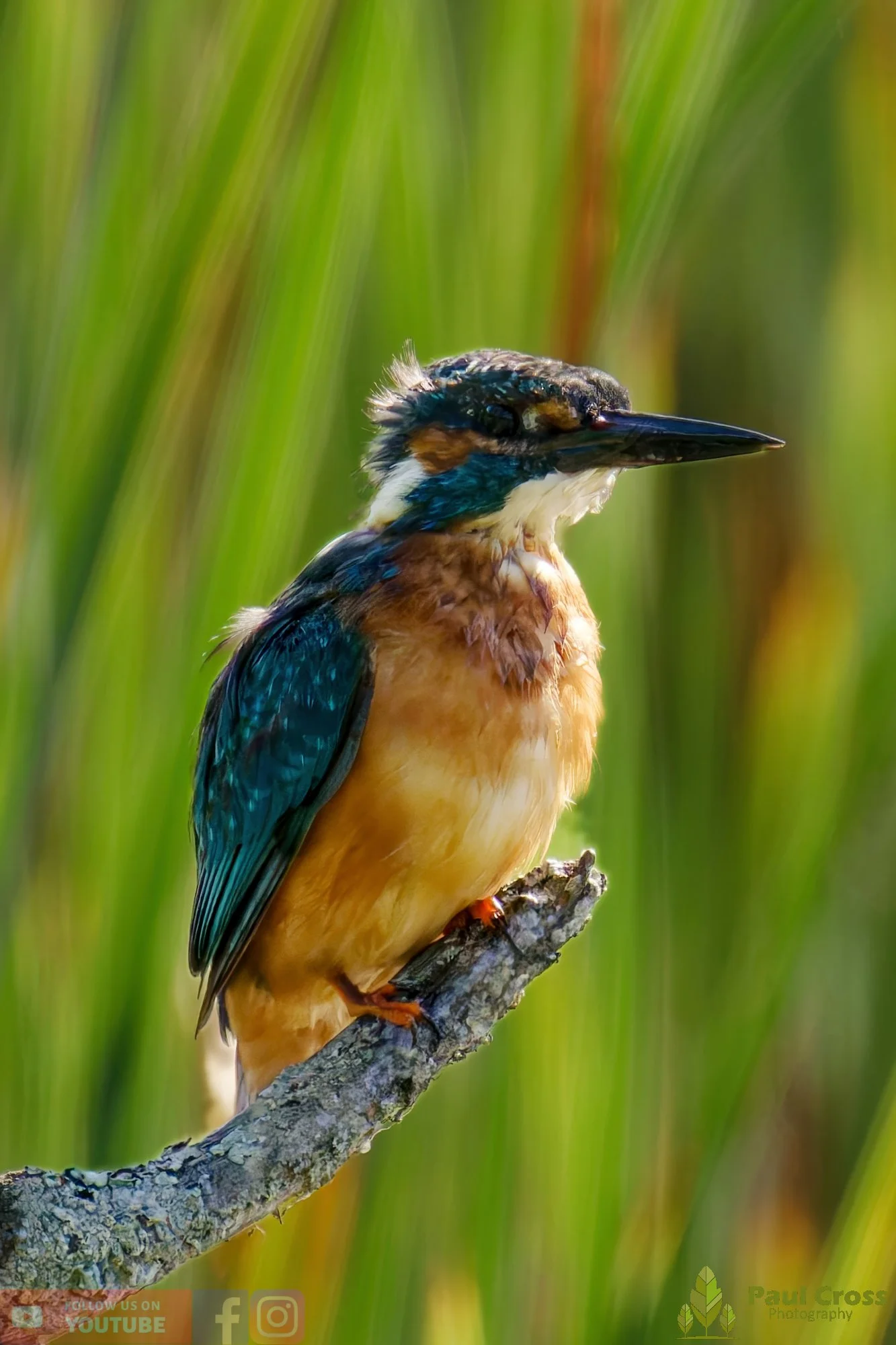 Kingfisher-00472.jpg
