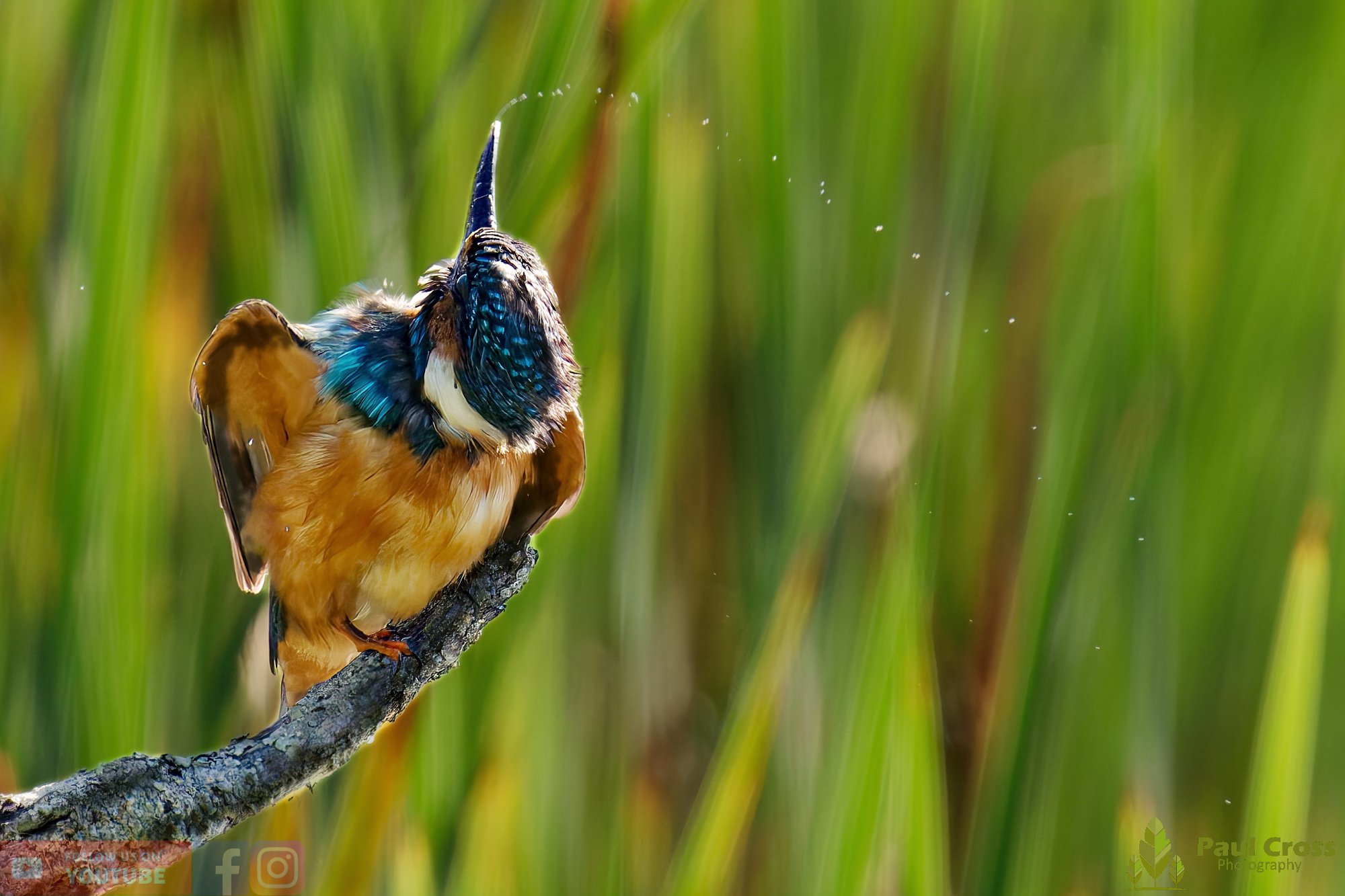 Kingfisher-00473.jpg