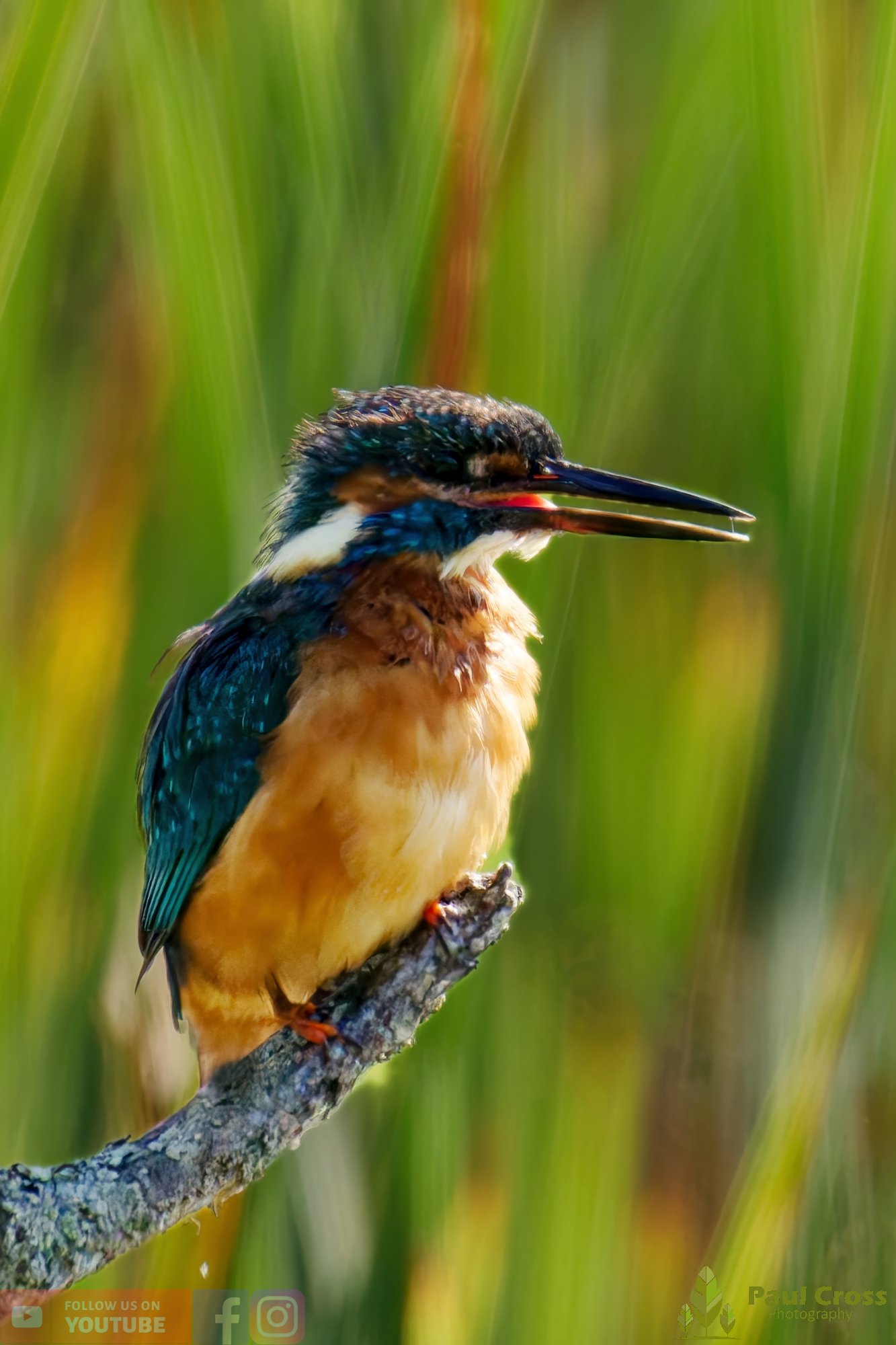 Kingfisher-00474.jpg