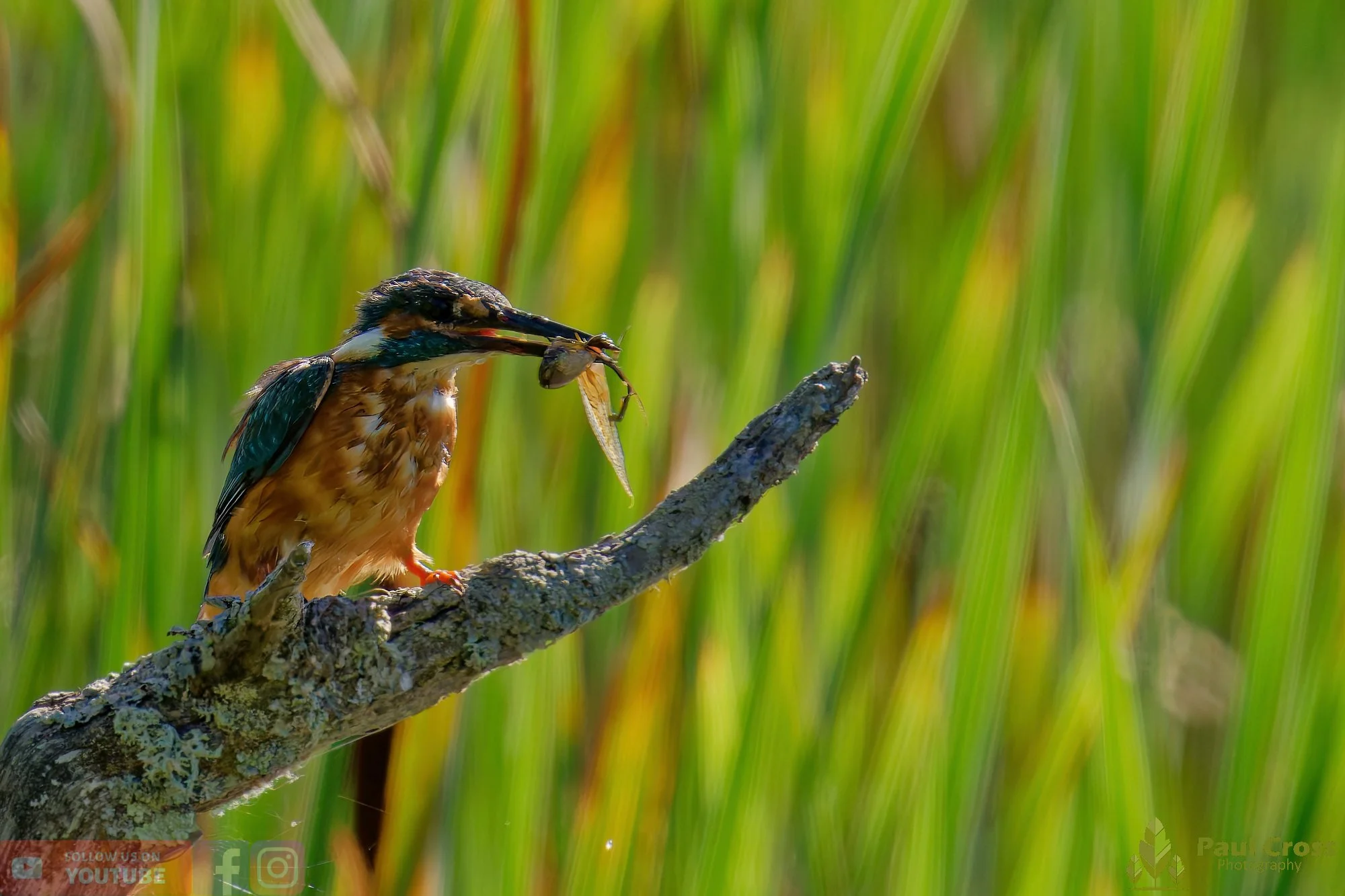 Kingfisher-00475.jpg