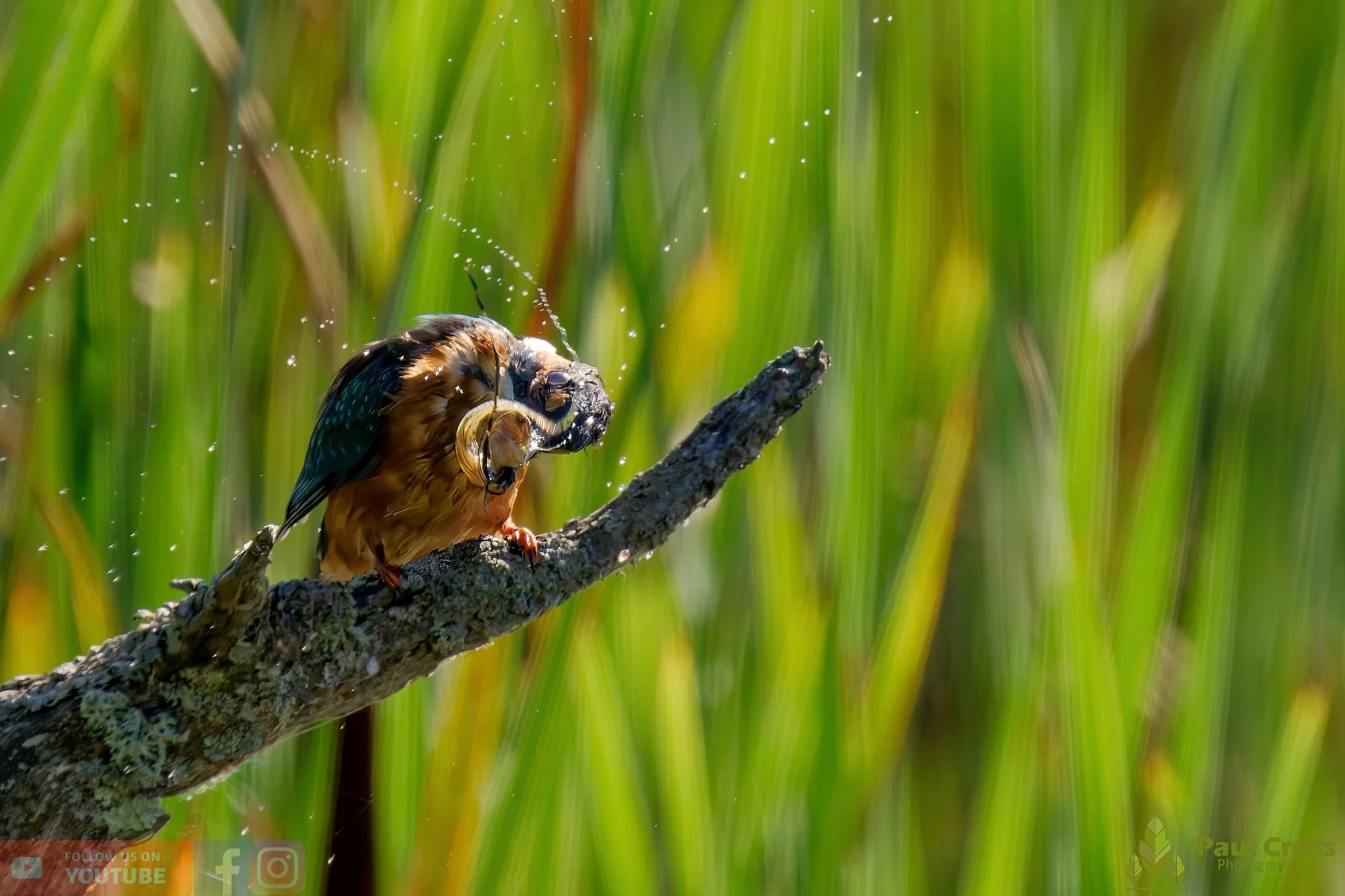 Kingfisher-00476.jpg