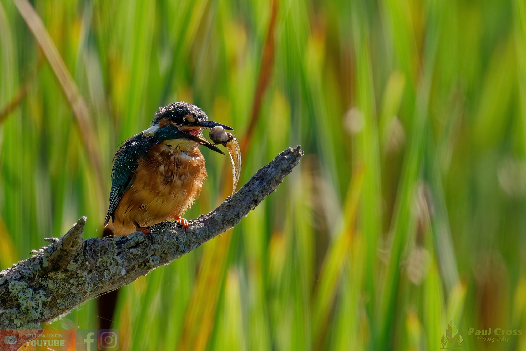 Kingfisher-00477.jpg