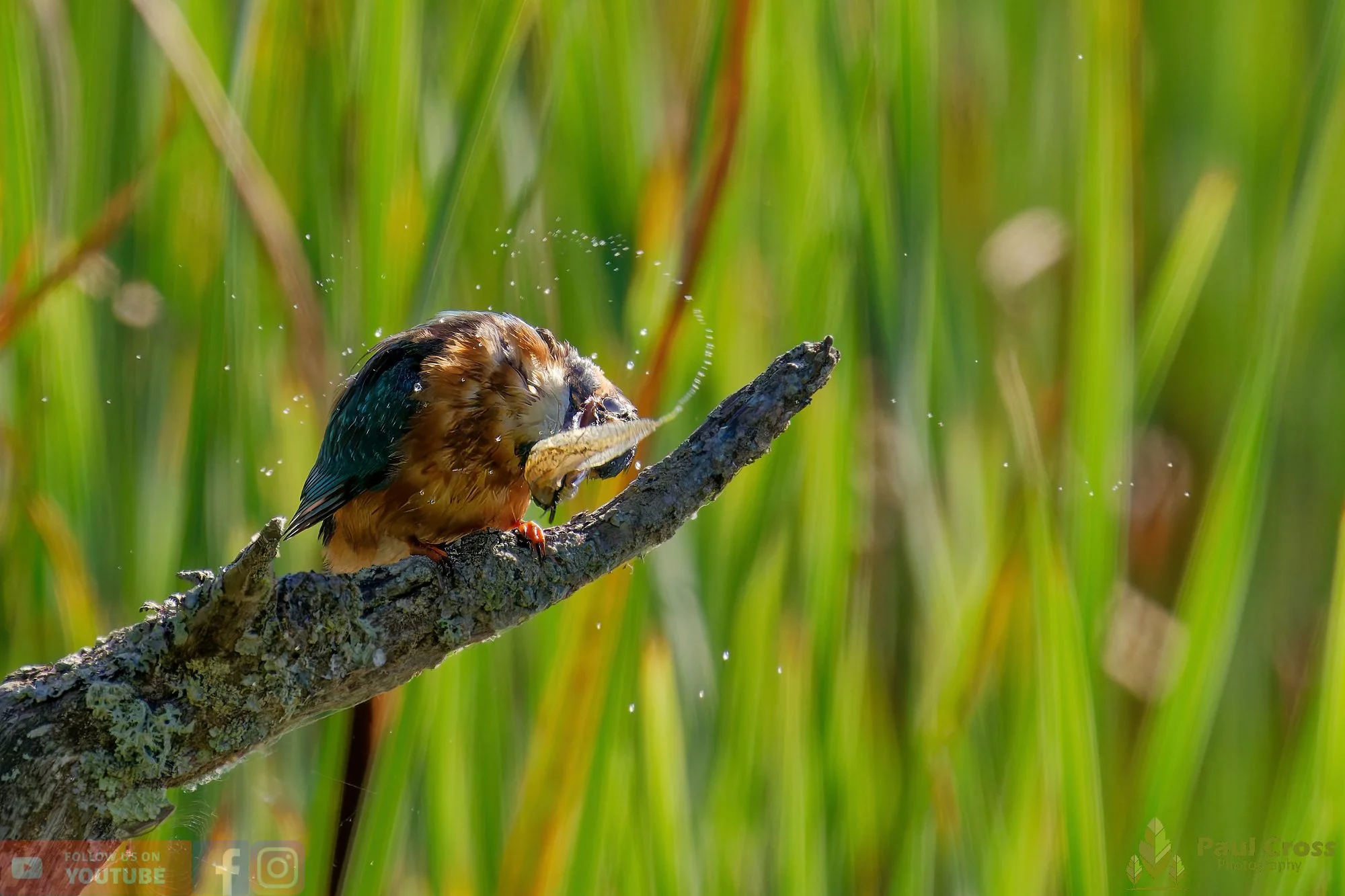 Kingfisher-00478.jpg
