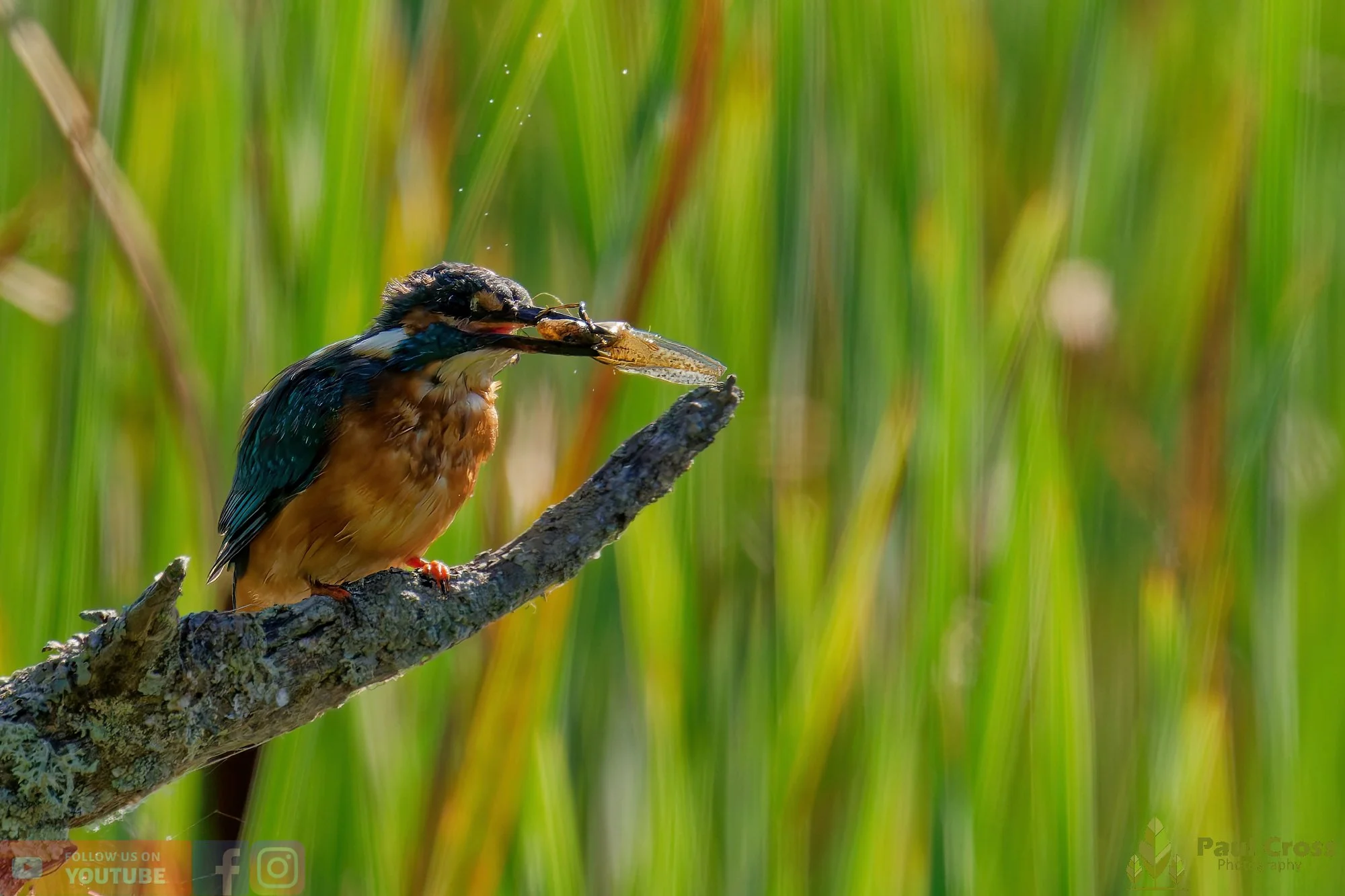 Kingfisher-00479.jpg