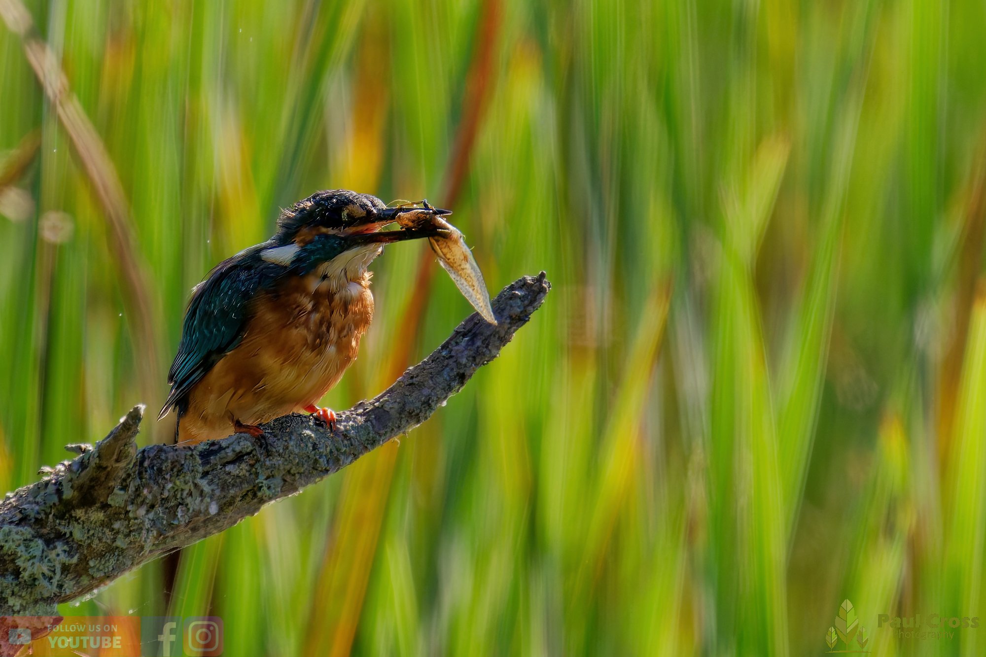 Kingfisher-00480.jpg