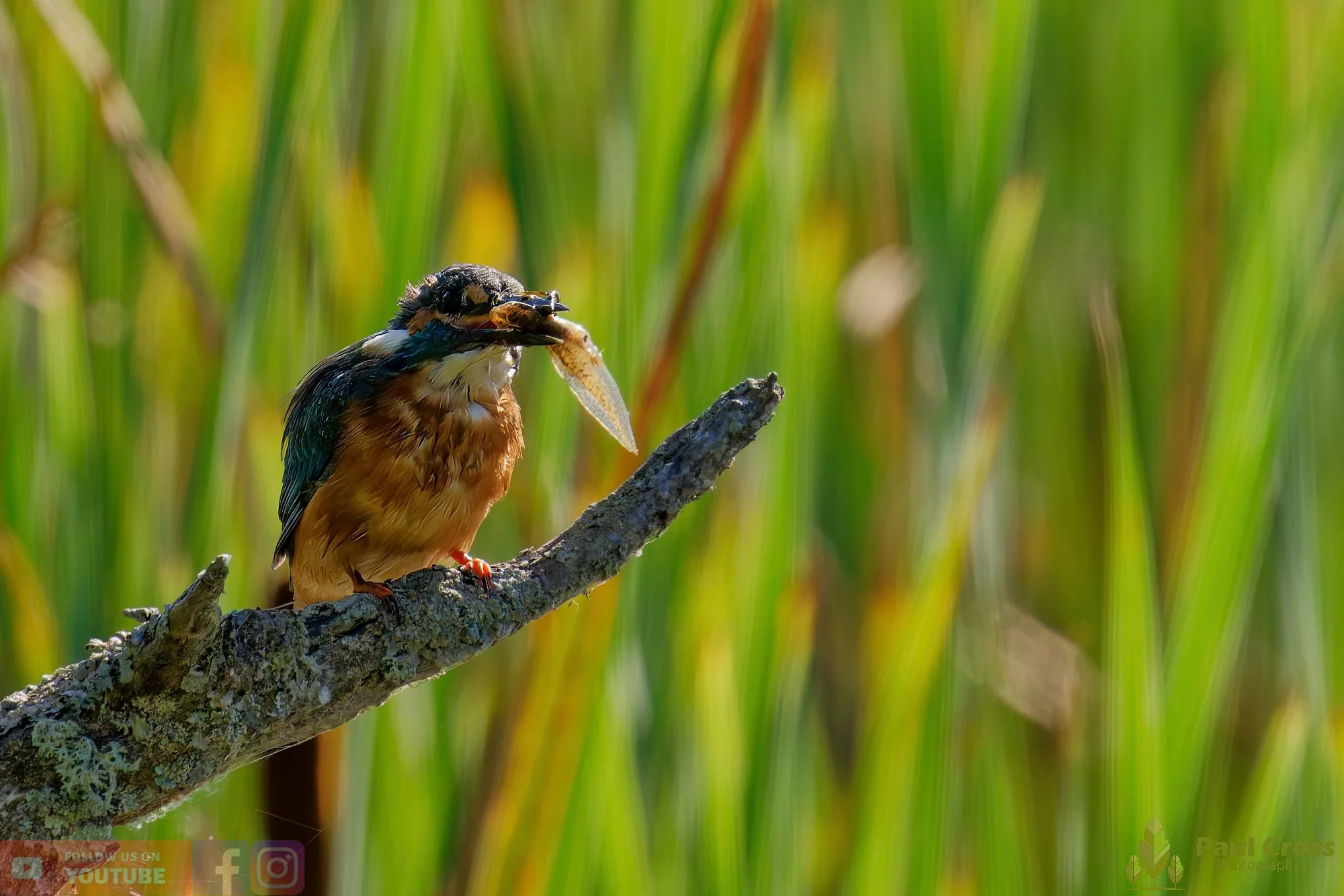 Kingfisher-00483.jpg