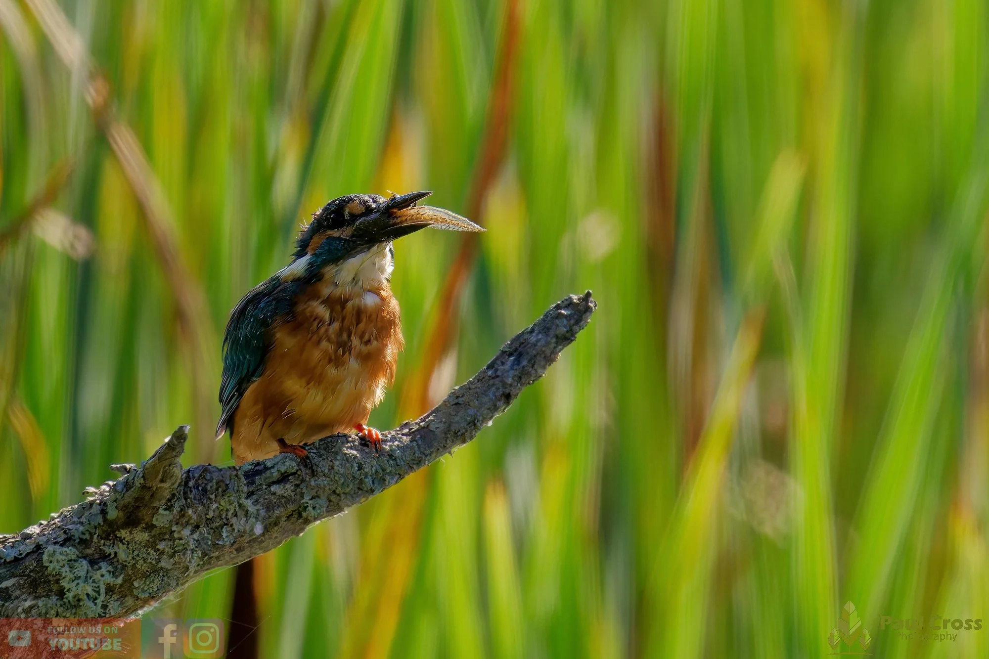 Kingfisher-00485.jpg