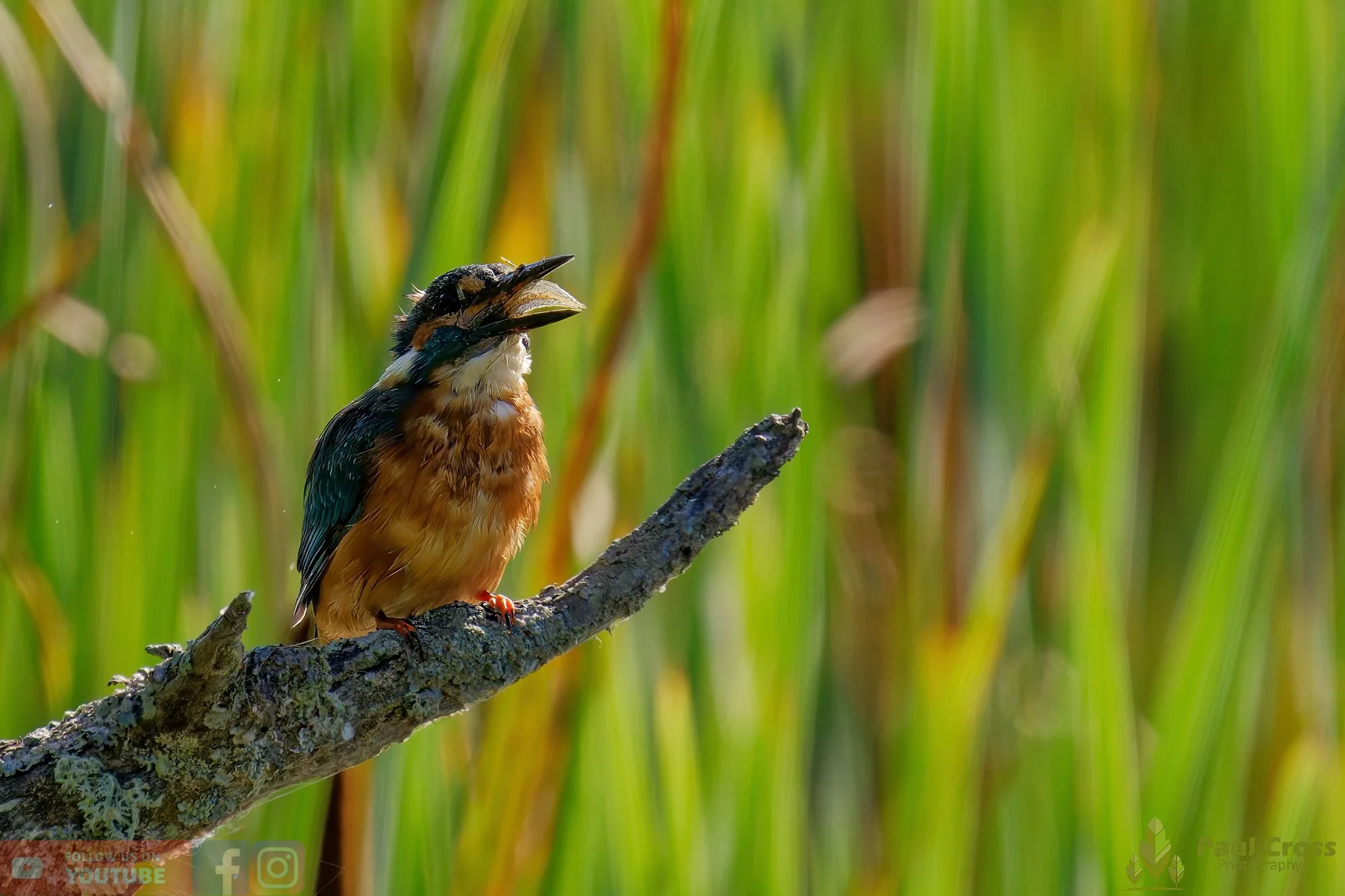 Kingfisher-00486.jpg