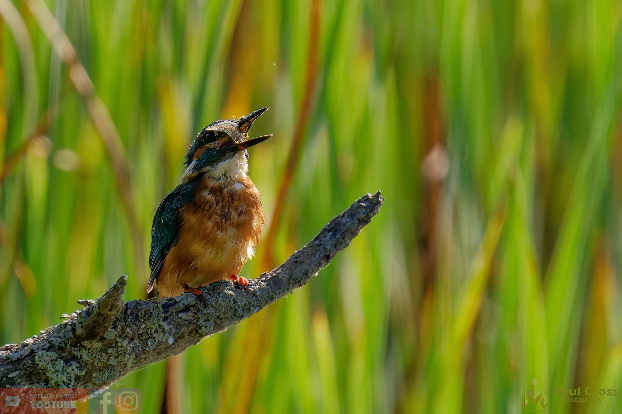 Kingfisher-00487.jpg
