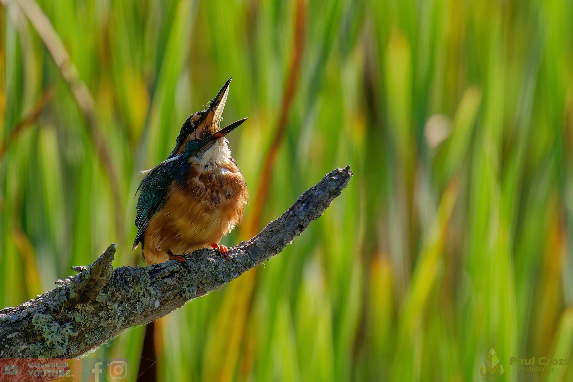 Kingfisher-00488.jpg