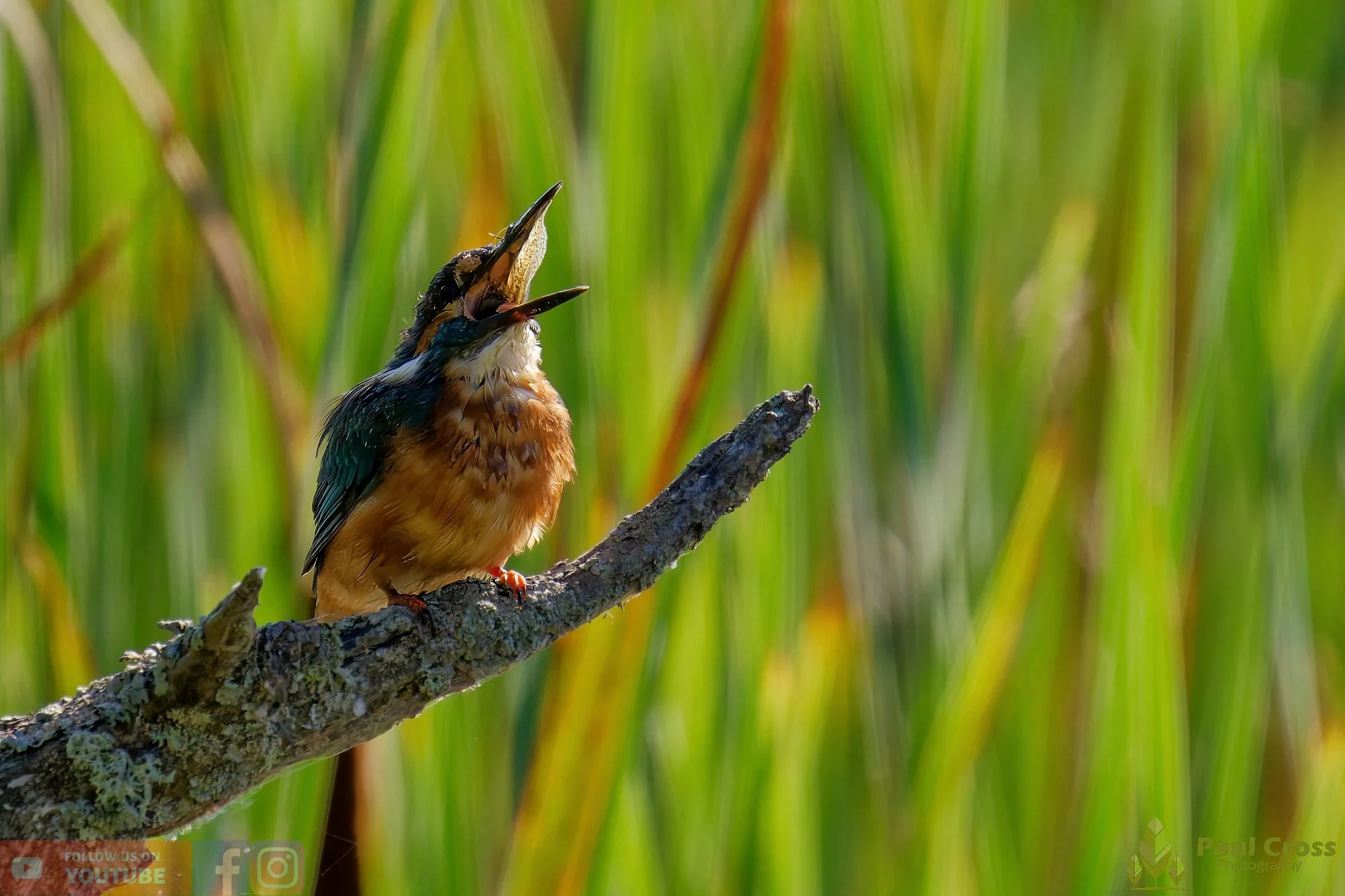 Kingfisher-00489.jpg