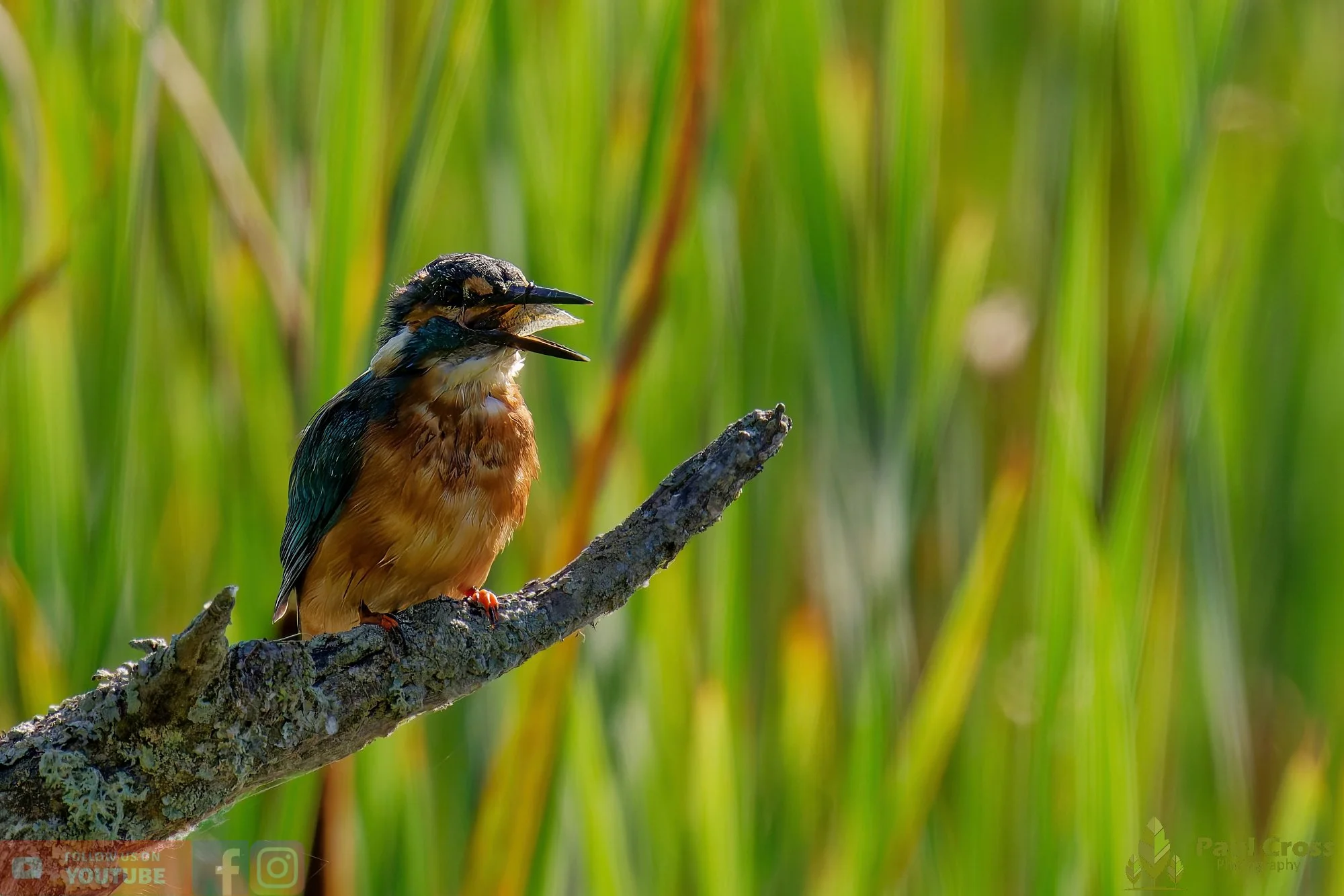Kingfisher-00490.jpg