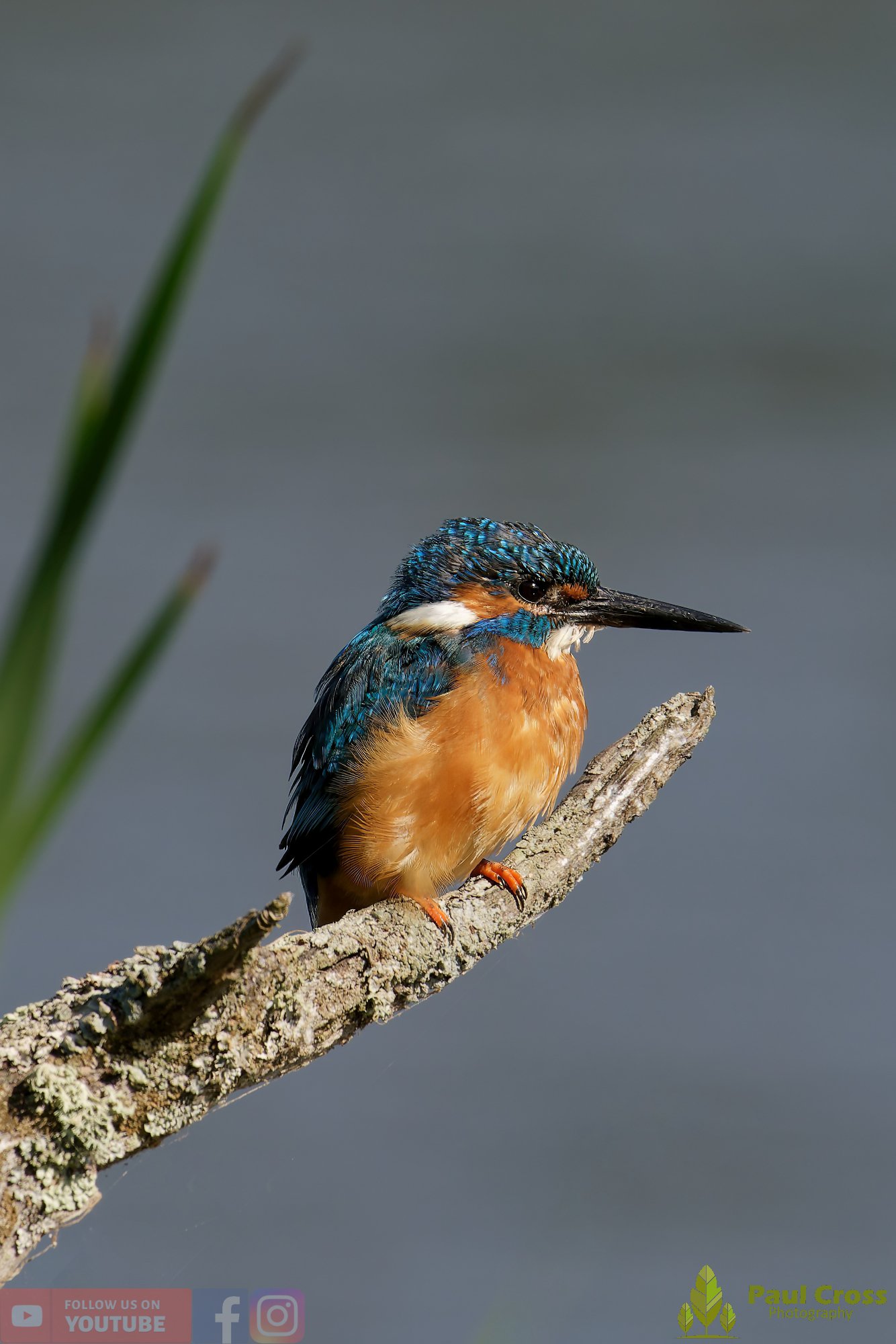 Kingfisher-00492.jpg