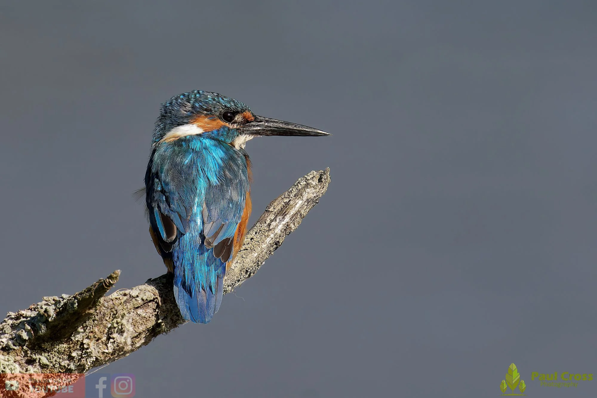 Kingfisher-00491.jpg