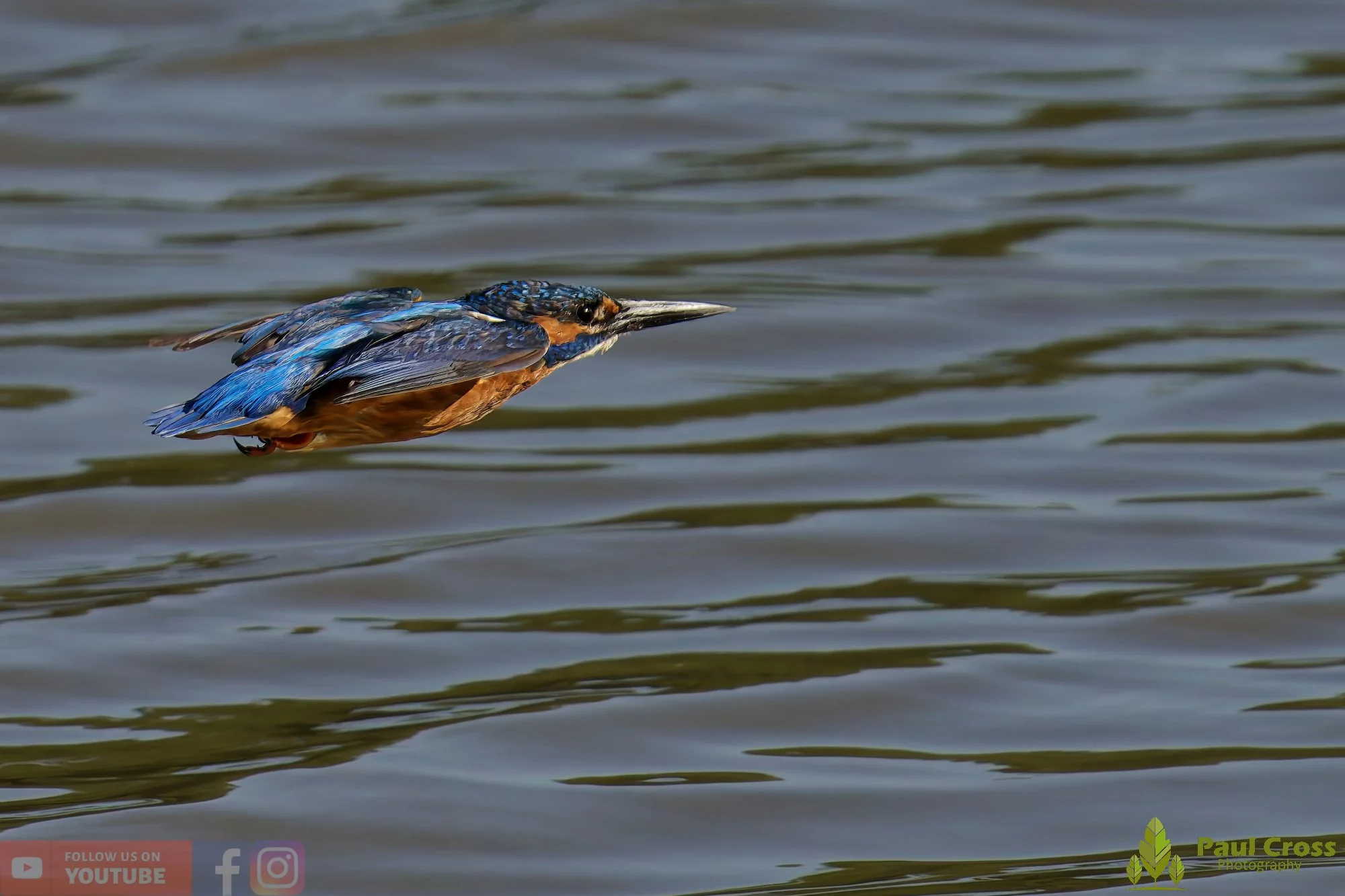 Kingfisher-00493.jpg
