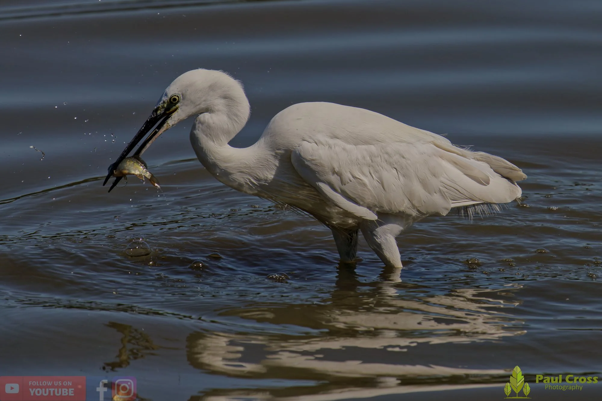 Little Egret-00483.jpg