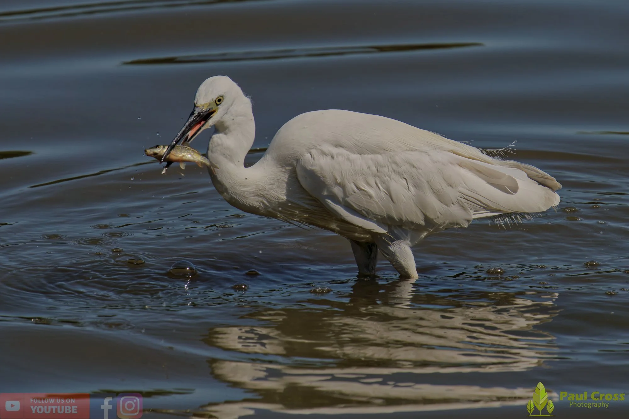 Little Egret-00484.jpg