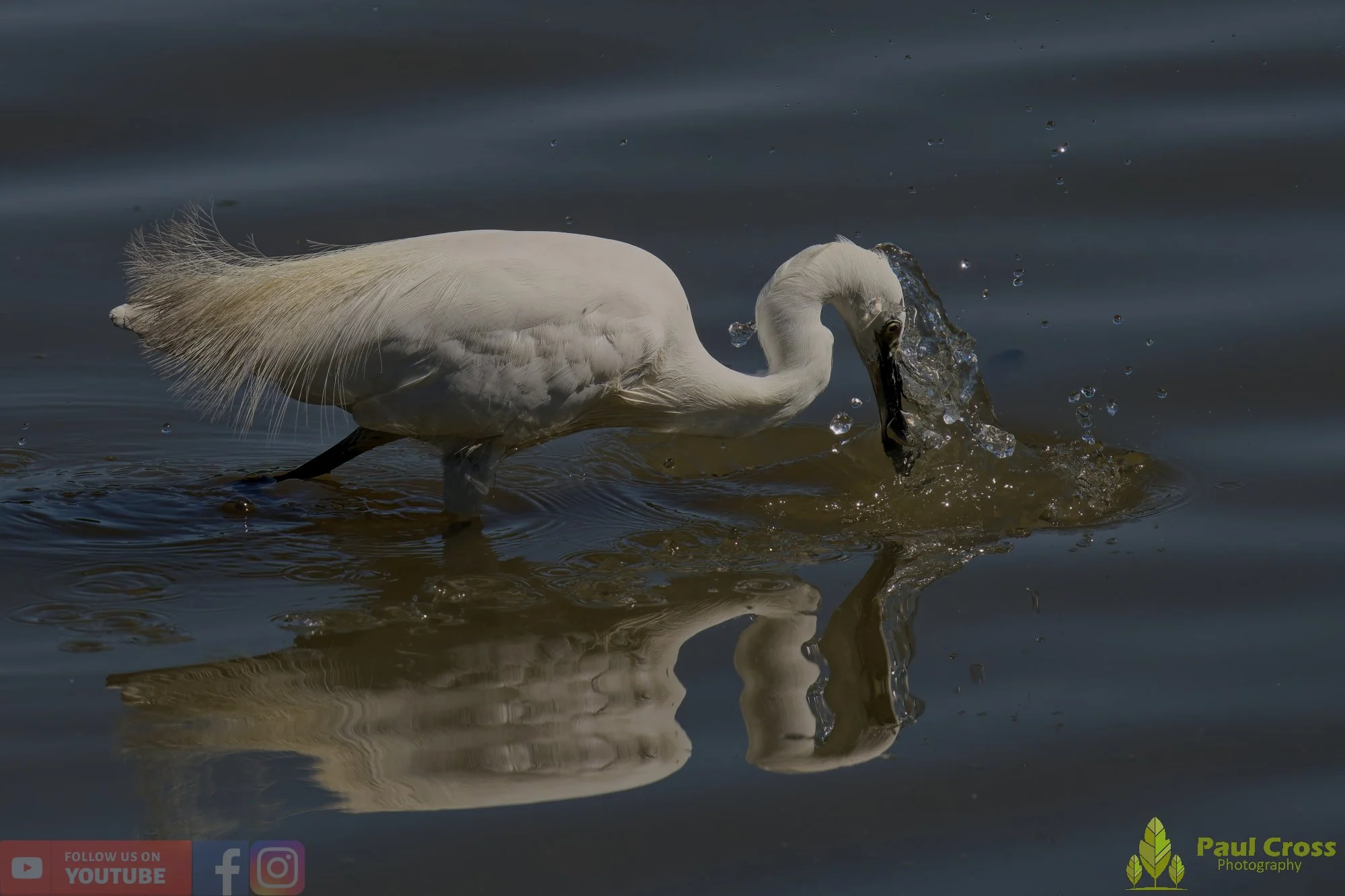 Little Egret-00488.jpg