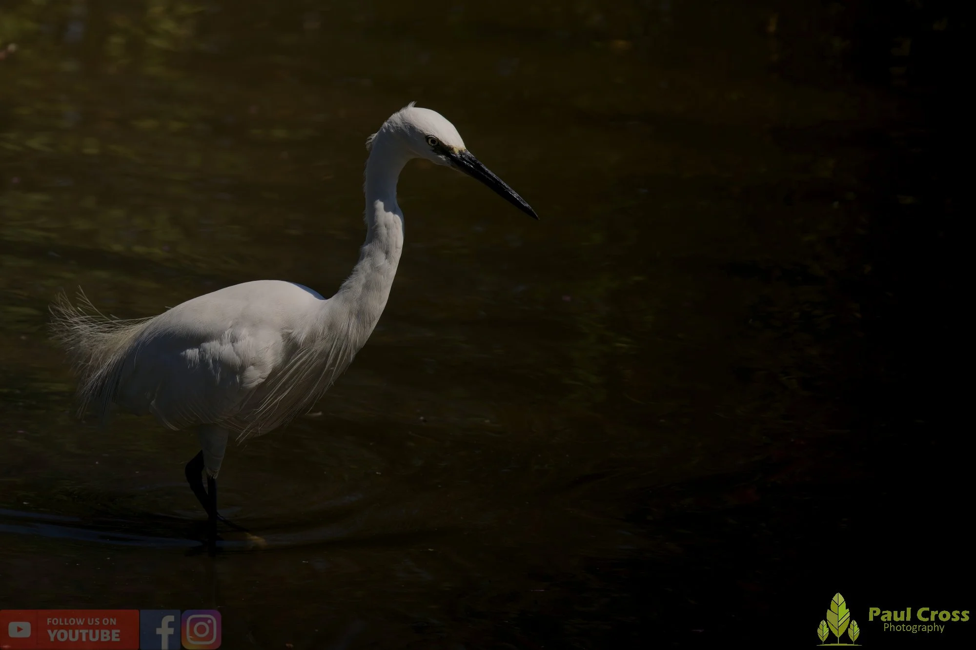 Little Egret-00490.jpg