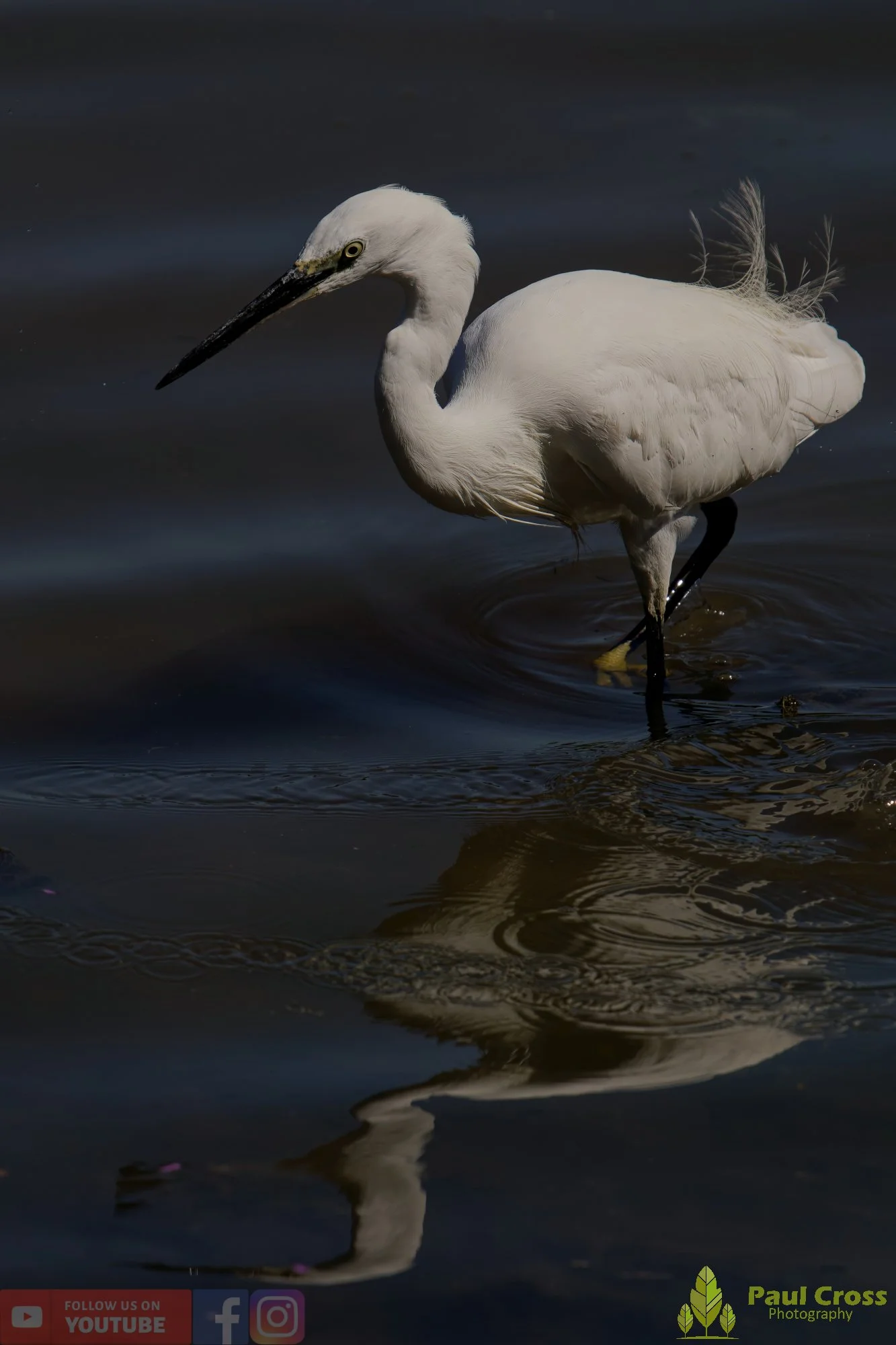 Little Egret-00489.jpg