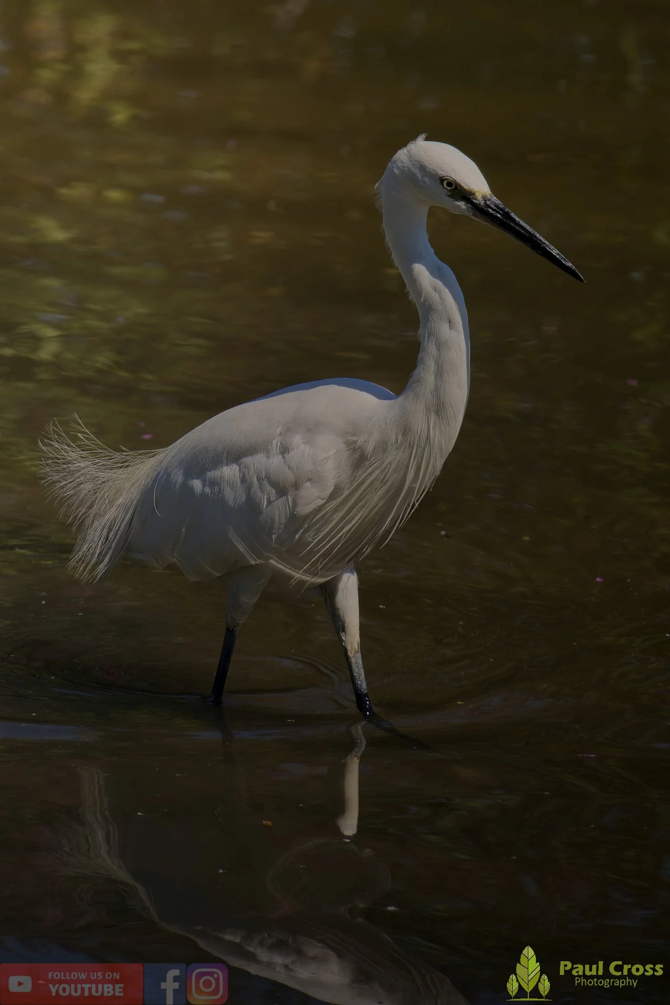Little Egret-00491.jpg