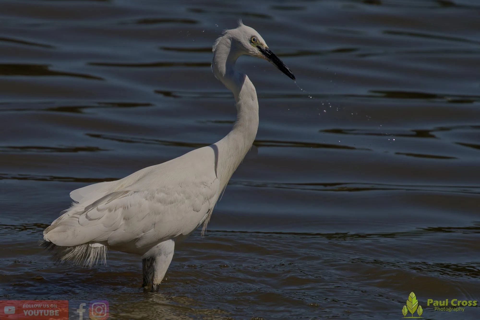 Little Egret-00492.jpg