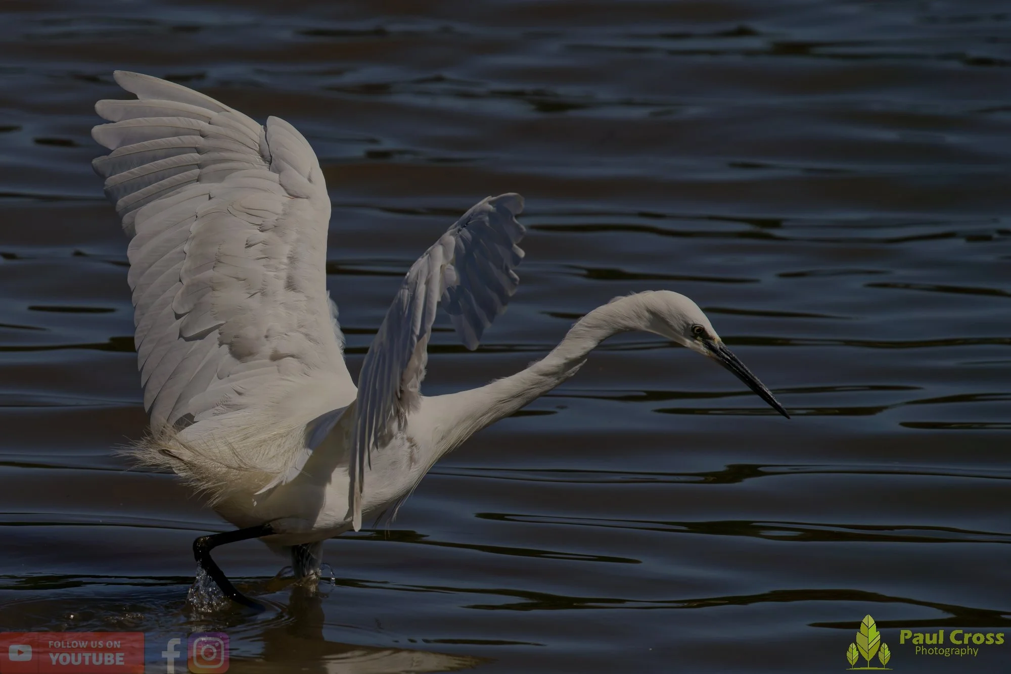 Little Egret-00494.jpg