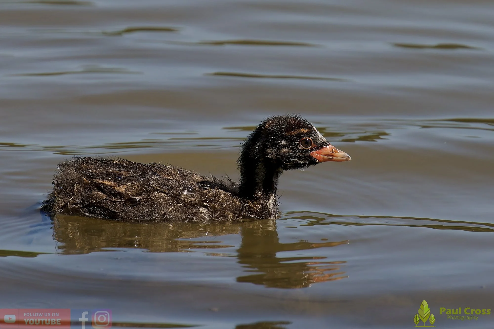 Little Grebe-00265.jpg